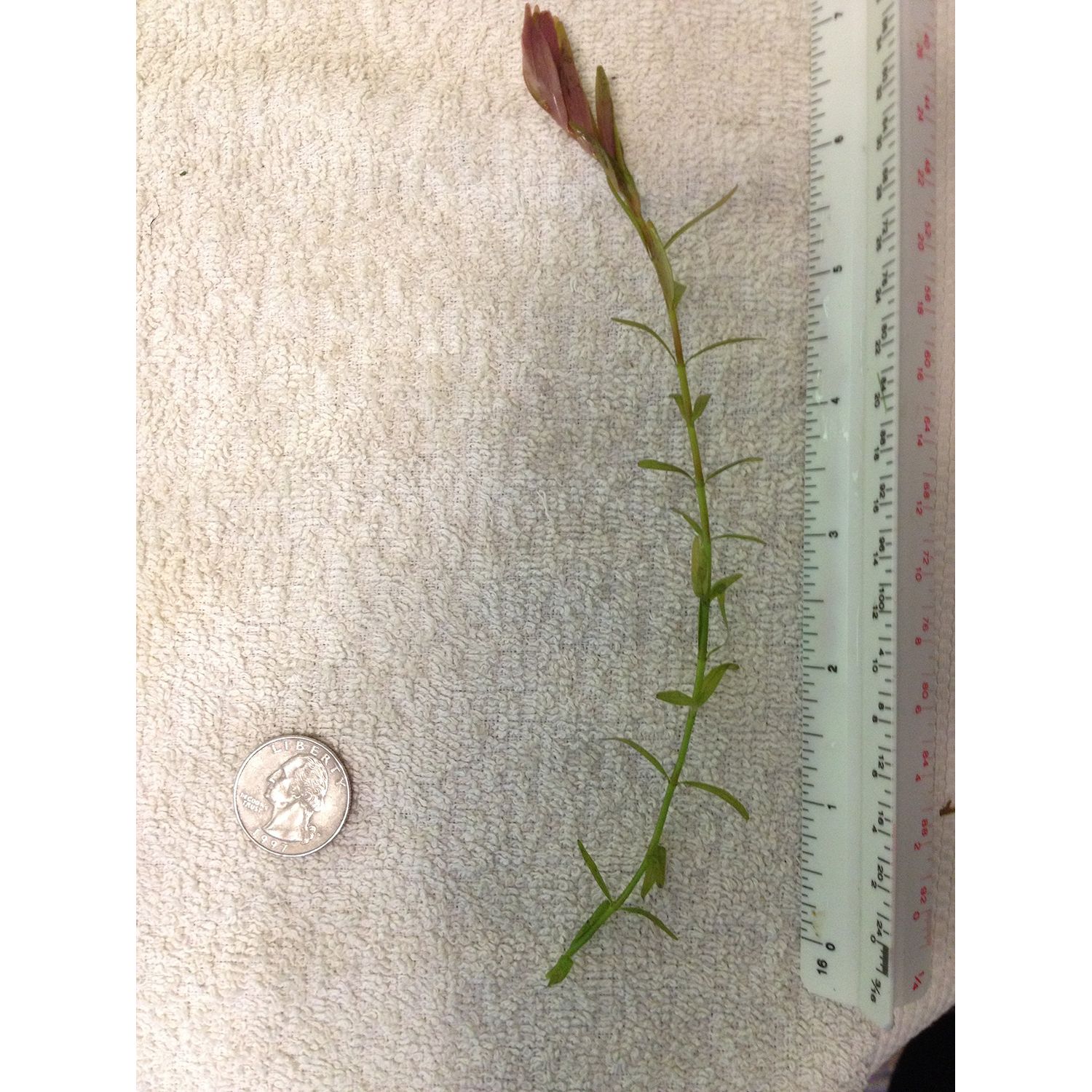 6 Rotala Indica (Rotundifolia), Live Aquarium Stem Plant