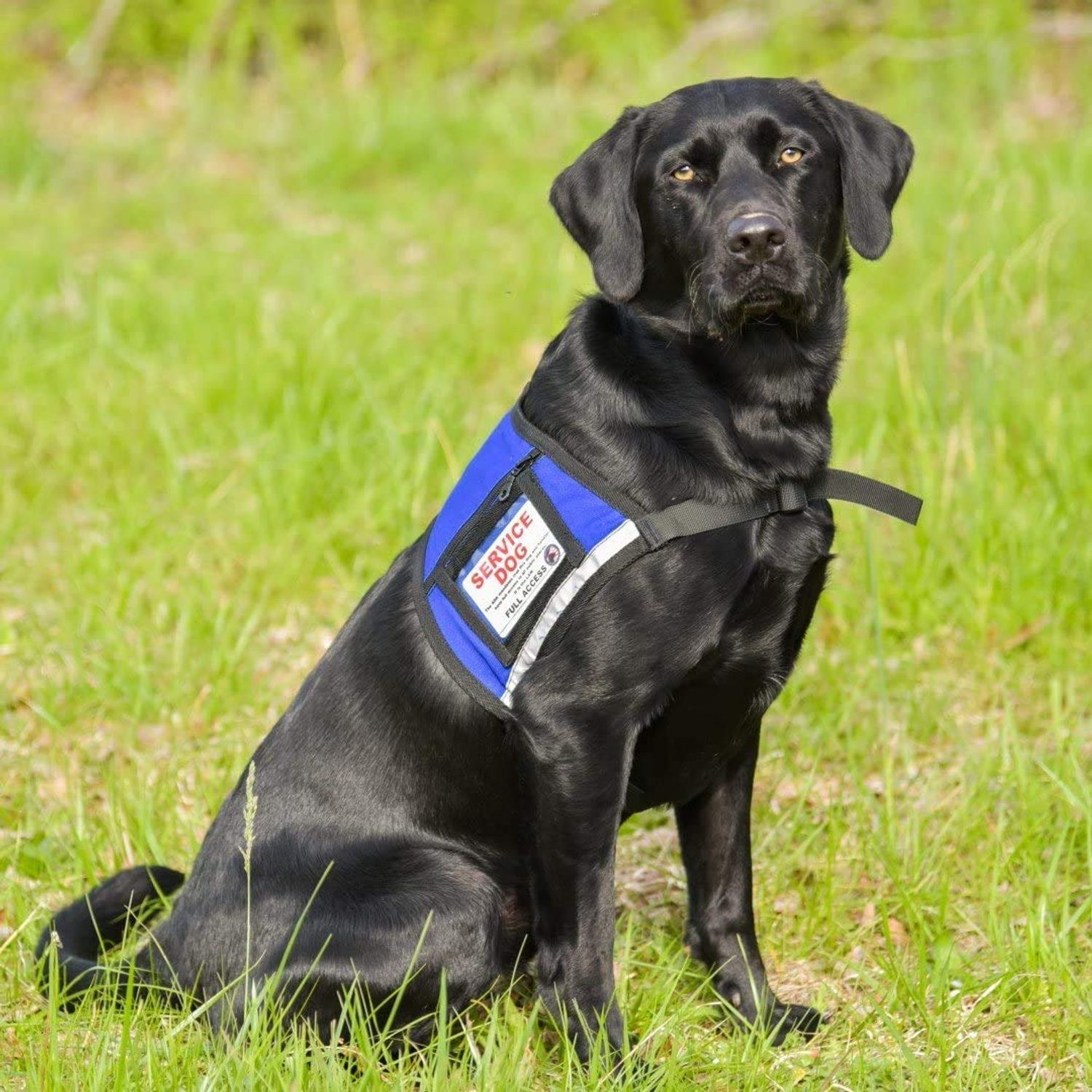 Complete Service Dog Vest with Exclusive Patch, ID Badge and Zipper Pocket (29" - 35" Girth (M), Blue) - Includes a complimentary 5 Pack of Service Dog Law Cards