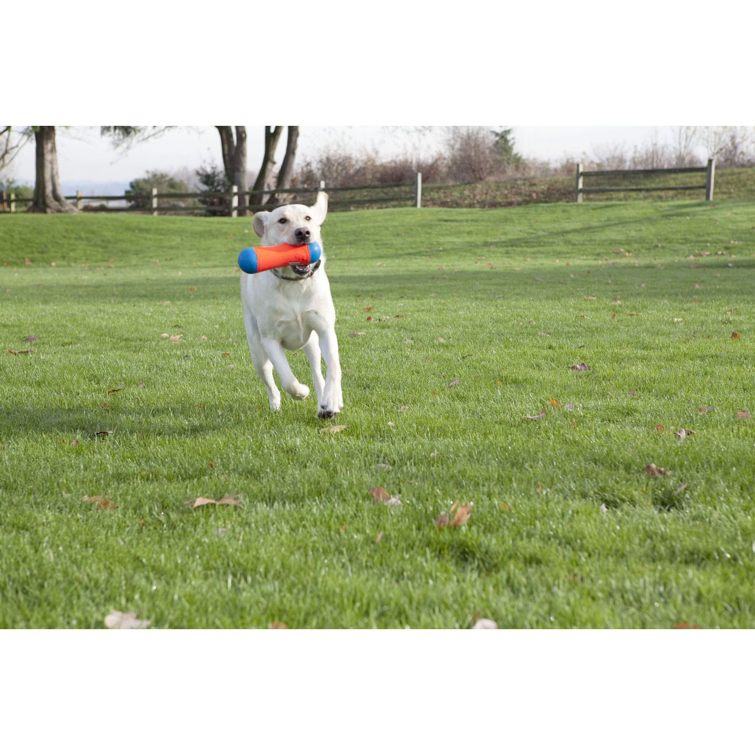 ChuckIt! Tumble Bumper Dog Toy, Medium