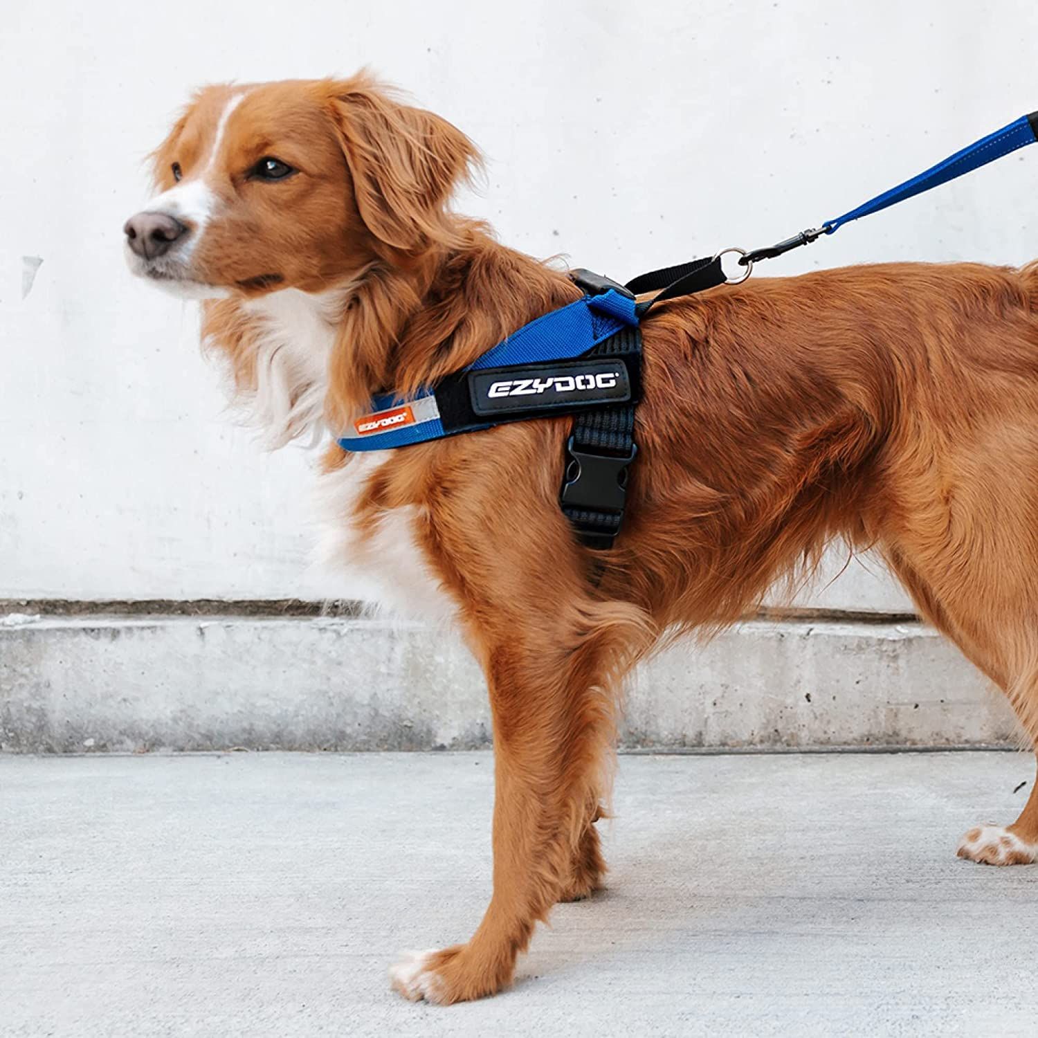EZYDOG Express Dog Harness | Dog Harness for Small, Medium and Large Dogs, Angled Ergonomic Design, Moulded Grip Handle, Easy Release Side Buckle (L, Purple)