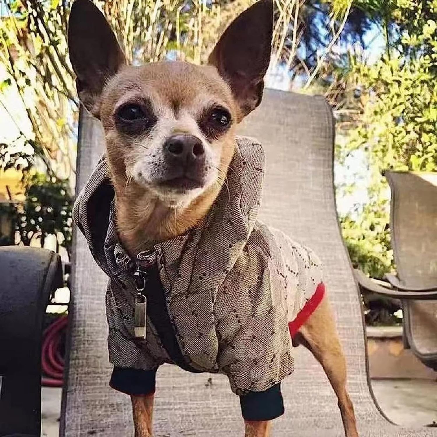 HQREA Dog Hoodie Luxury Winter Small Dog Jacket Clothes Classic Designer Warm Pet Coats Zipper Design Easy On/Off French Bulldog Teddy Pug Puppy Clothes(S)