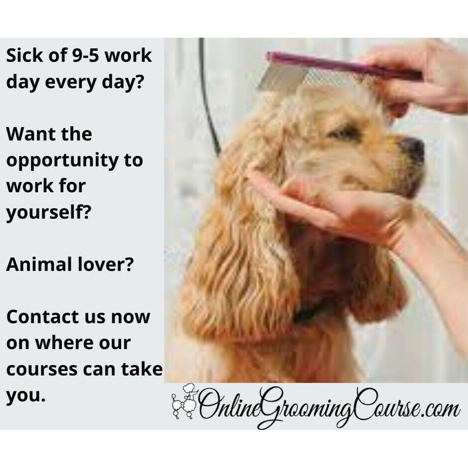 Pet Grooming School, Dog Grooming School, Groom Certification, Dog Grooming