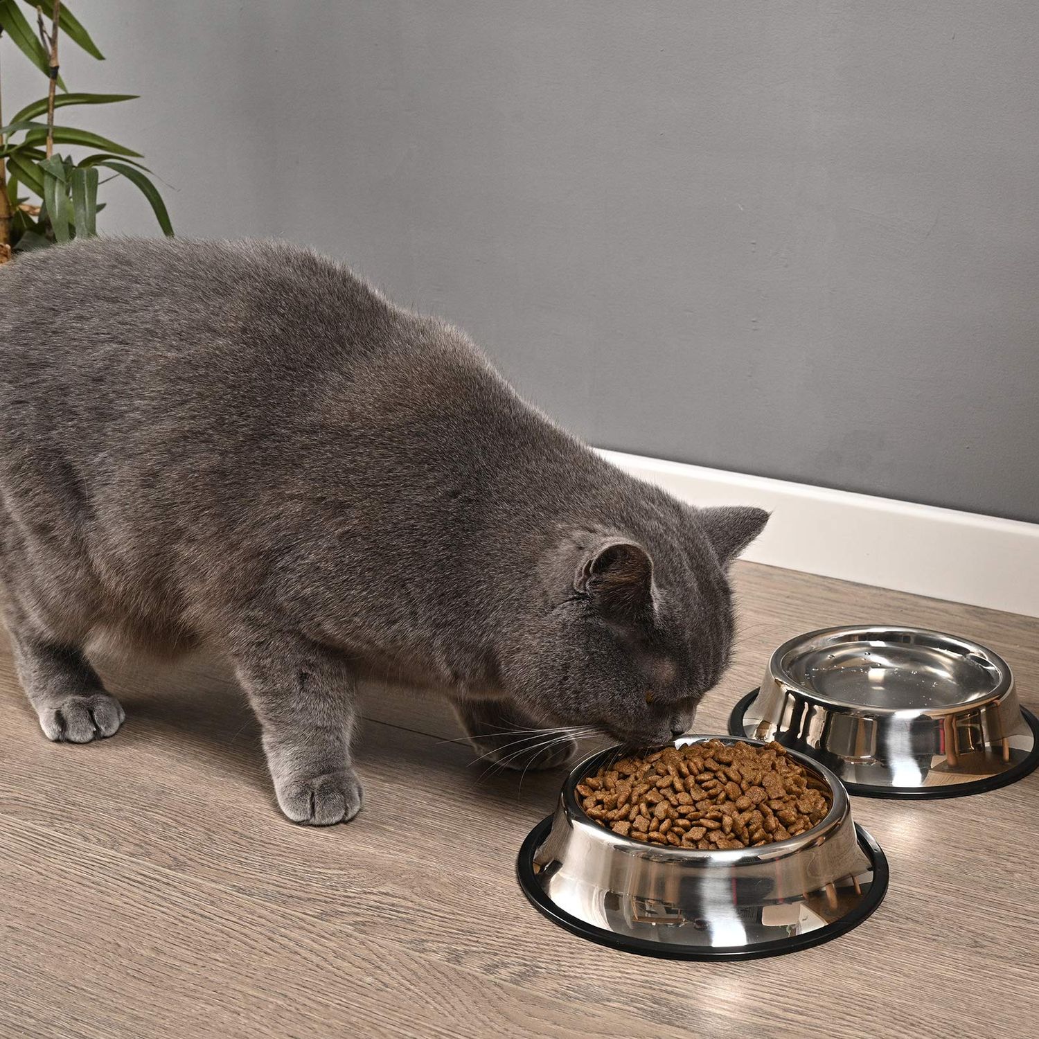 2Packs Stainless Steel Dog Bowl with Anti-Skid Rubber Base for Small/Medium/Large Pet, Perfect Dish, Pets Feeder and Water Choice Puppy Cat Kitten (8oz)