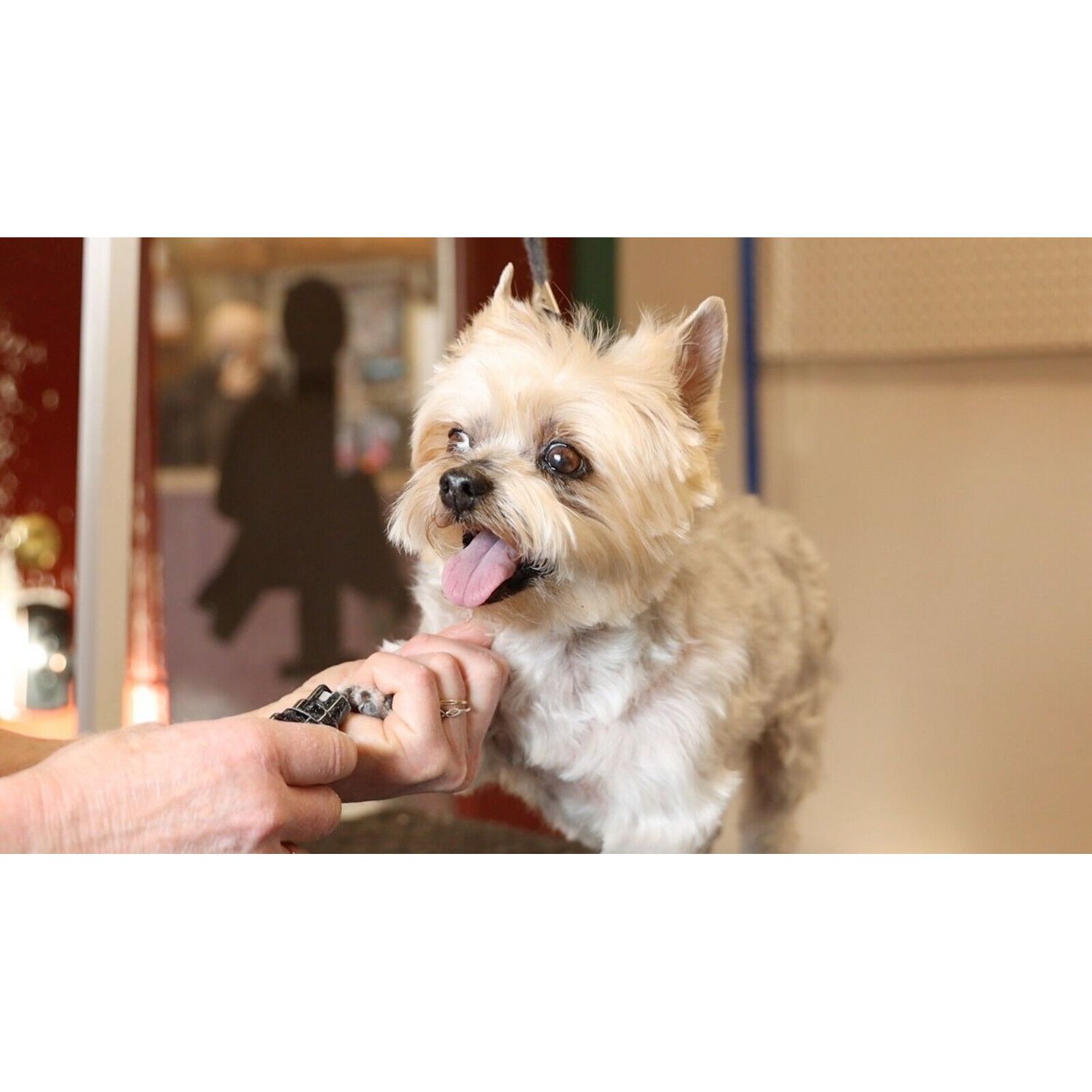 Pet Grooming School, Dog Grooming School, Groom Certification, Dog Grooming