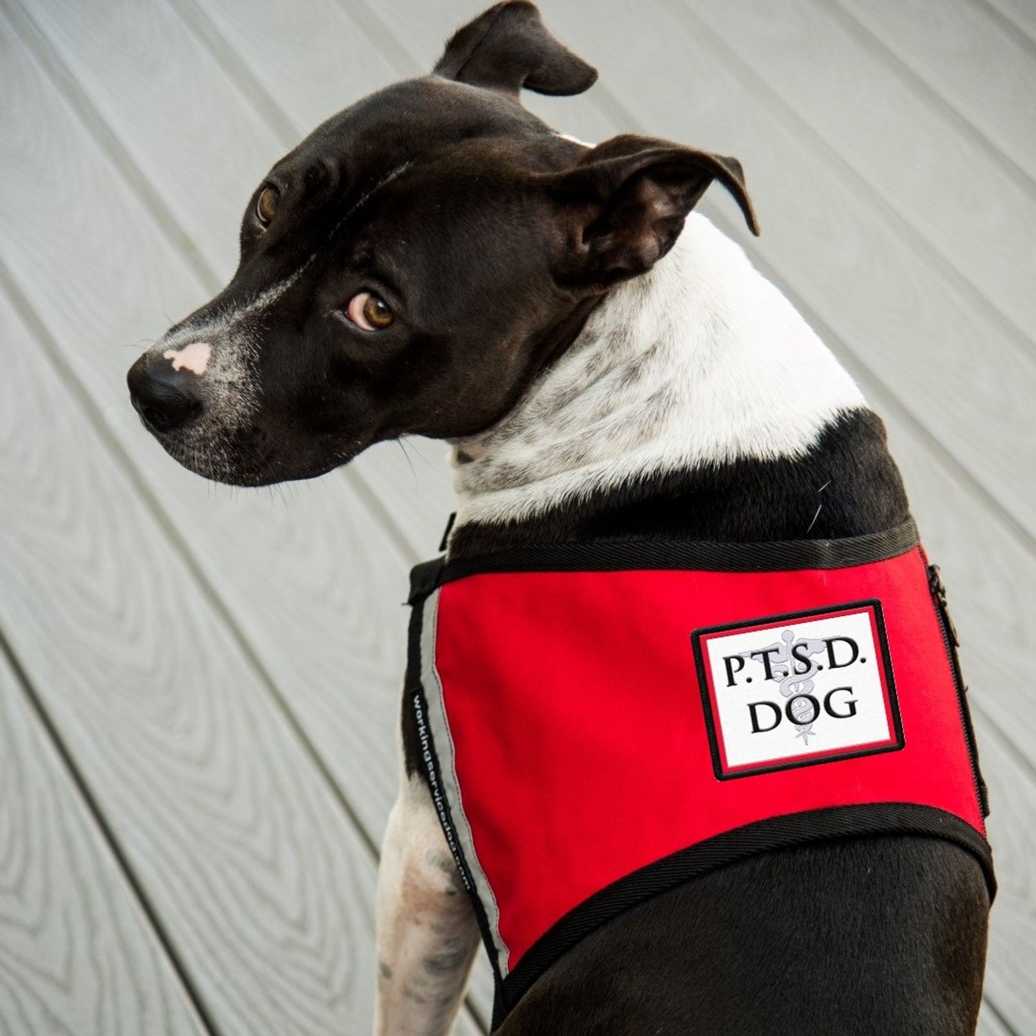 PTSD Dog Sew On Patch - Includes Five Service Dog Law Handout Cards – for Service Dog Vest or Harness