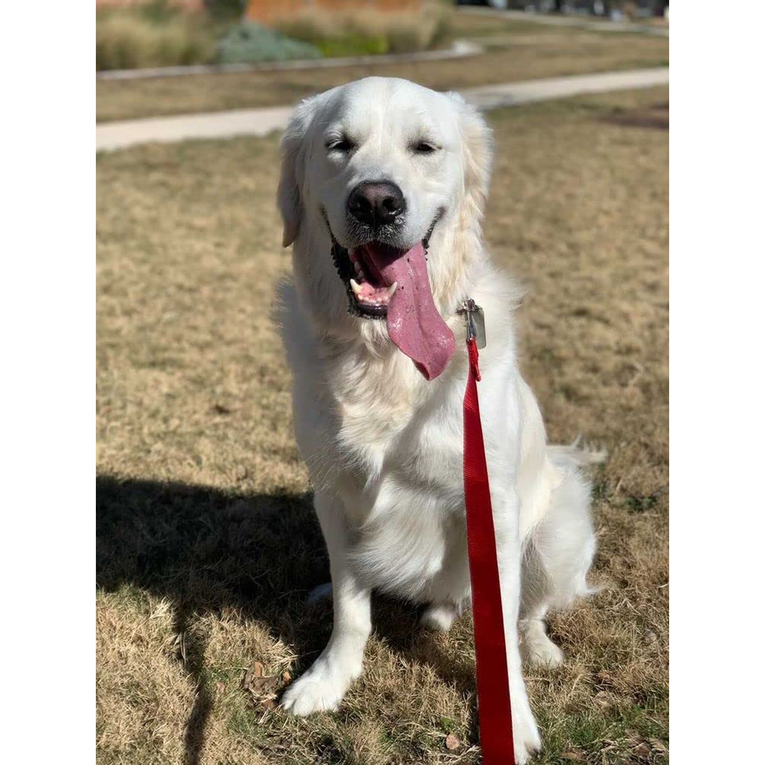 Country Brook Petz - Nylon Dog Leash - Strong, Durable, Traditional Style Leash with Easy to Use Snap - 25+ Colors (5/8 Inch Wide, 4 Foot, Red)