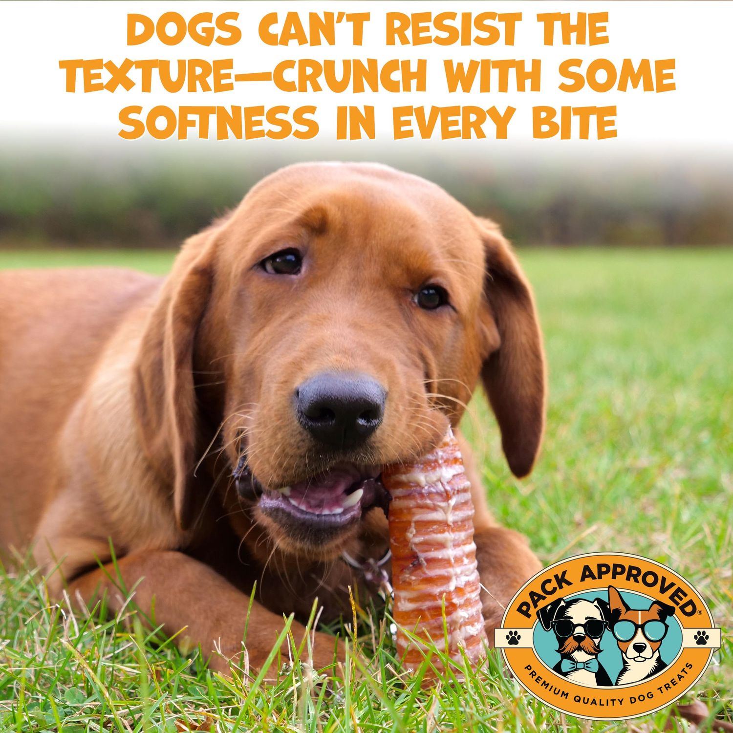 Pack Approved Beef Trachea - Dehydrated Beef Dog Treats Made in USA - Single Ingredient Treat w/Chondroitin & Glucosamine - Dog Joint Health for Small to Medium Breeds - 5-6" (4ct)