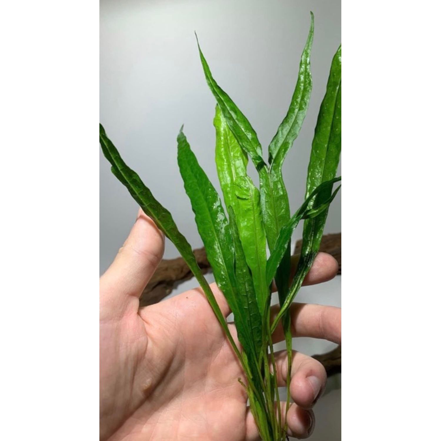 Marcus Fish Tanks - 3X Java Fern Microsorum Pteropus Easy Live Aquarium Plants Aquatic Fish Tank Plants