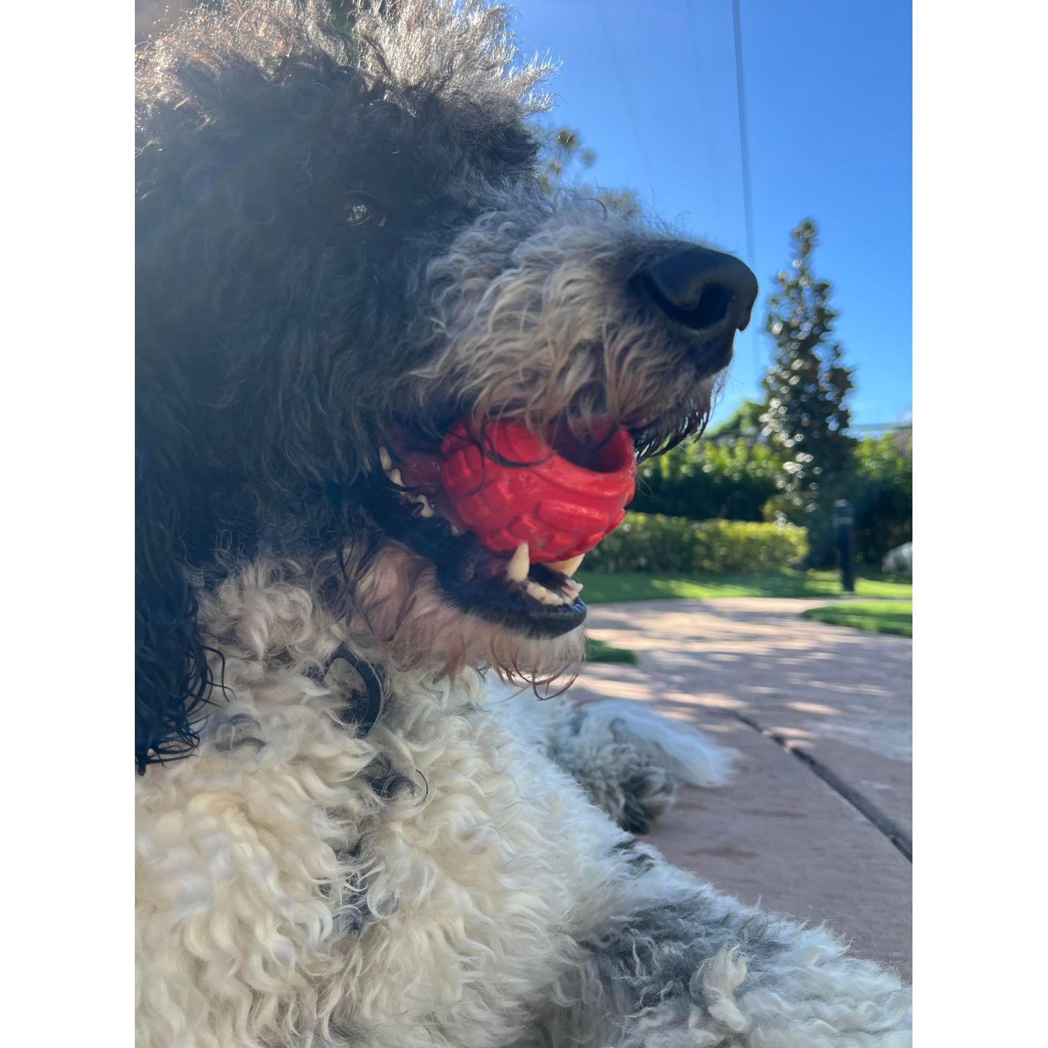 Dog Chew Toys for Aggressive Chewers - Treat Dispensing Chew Ball Interactive Small Medium Dog Puzzle Toys, Dog Chew Enrichment Toys for Boredom and Brain Stimulating Game Keeps Them Engaged