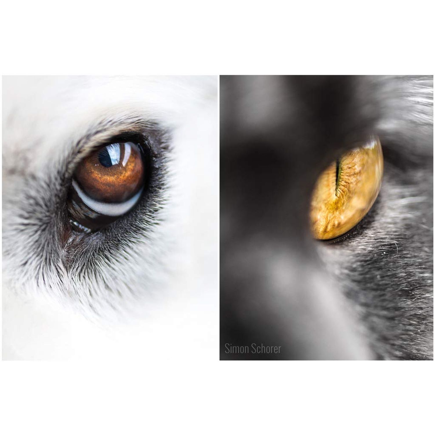 cat Eye Solution - PET Eye Health Complex - Dogs and Cats - Supports Eye Vision - cat Minerals - 3 Bottles (180 Tablets)