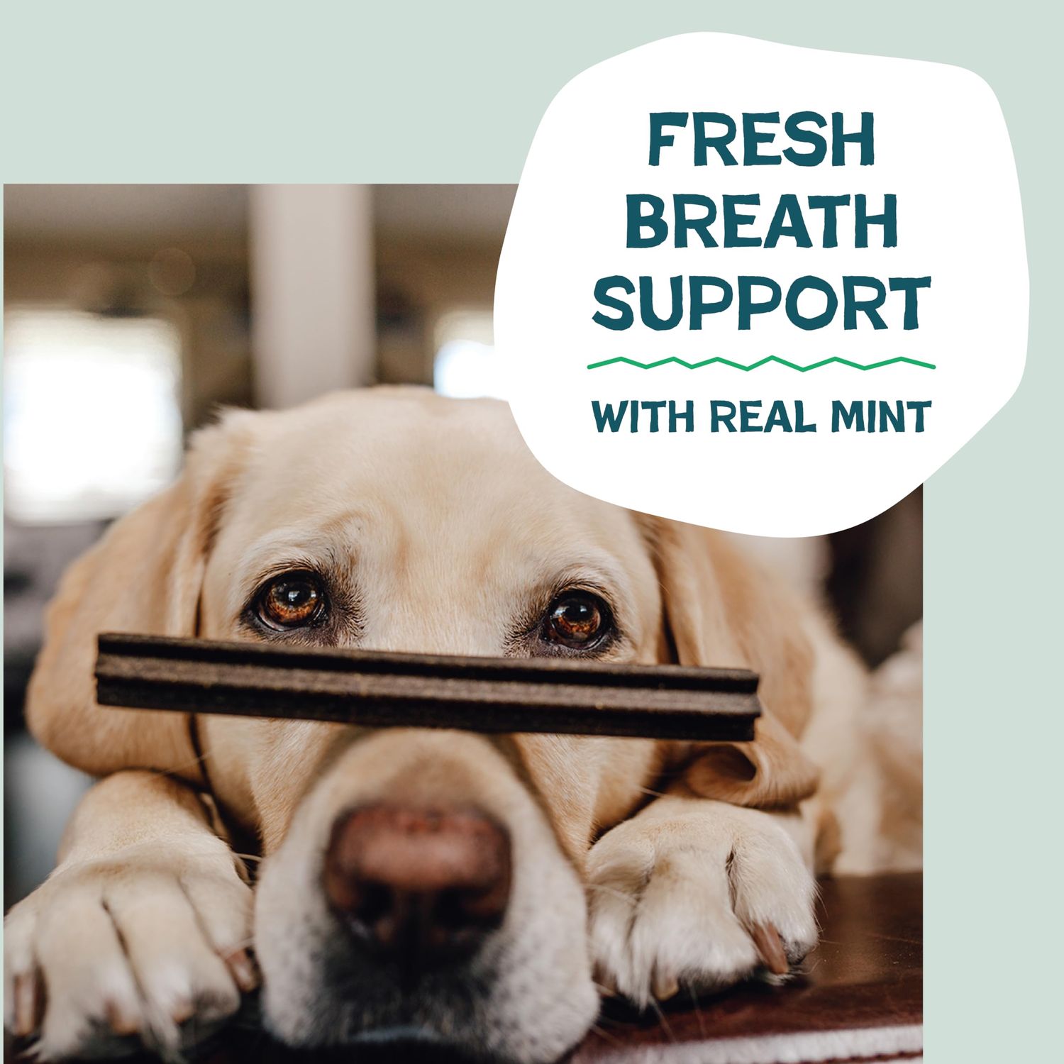 Shameless Pets Dental Treats for Dogs, A Cluck A Day - Healthy Dental Sticks with Digestive Support for Teeth Cleaning & Fresh Breath - Dog Bones Dental Chews Free from Grain, Corn & Soy
