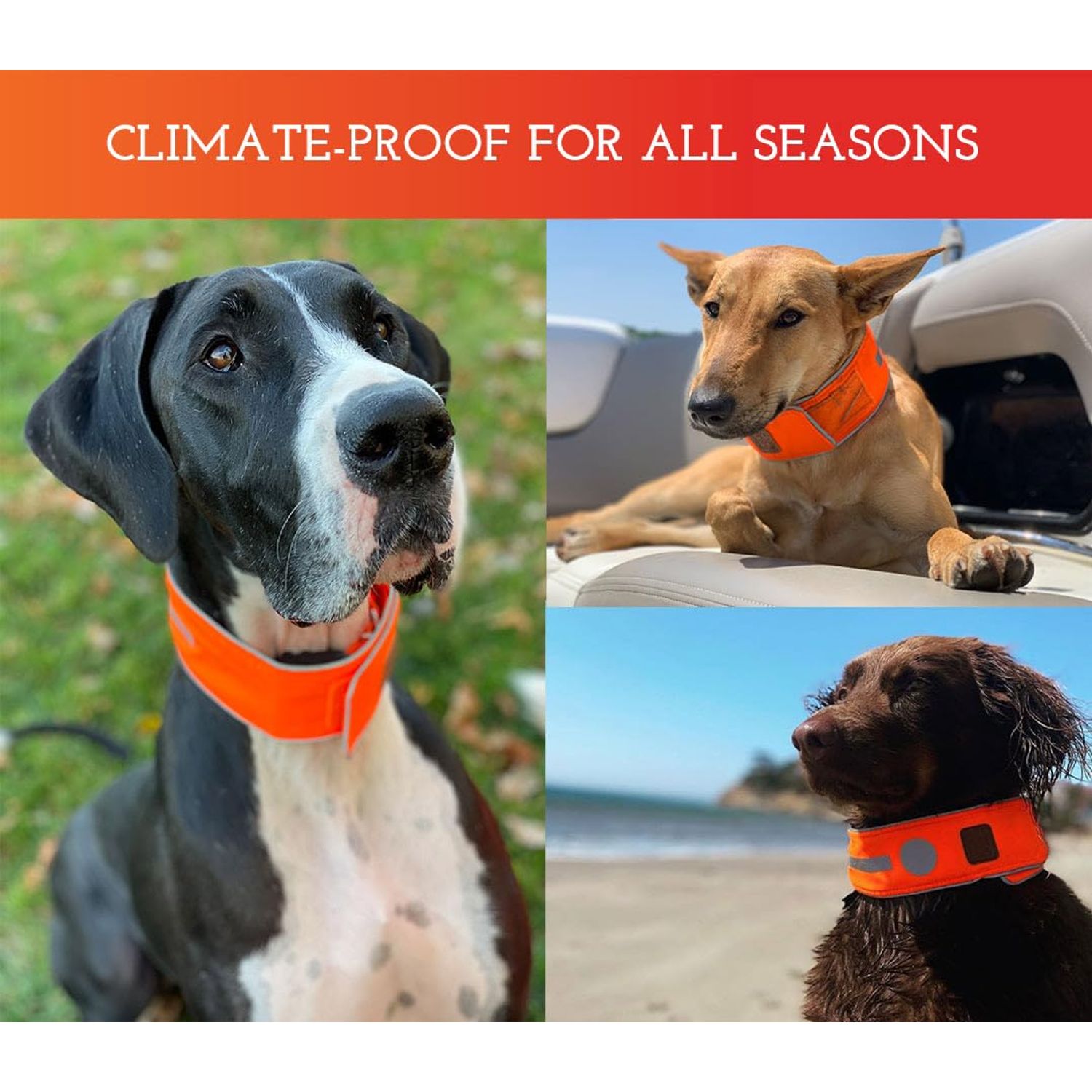 SPOT THE DOG! Reflective Dog Collar - Adjustable Pet Collars, Safe, Durable, Comfortable Dog Walking Accessories for Small Dog, Hunting Dog, Puppy, Lightweight Boy, Girl Dog Collars (Blaze Orange, S)