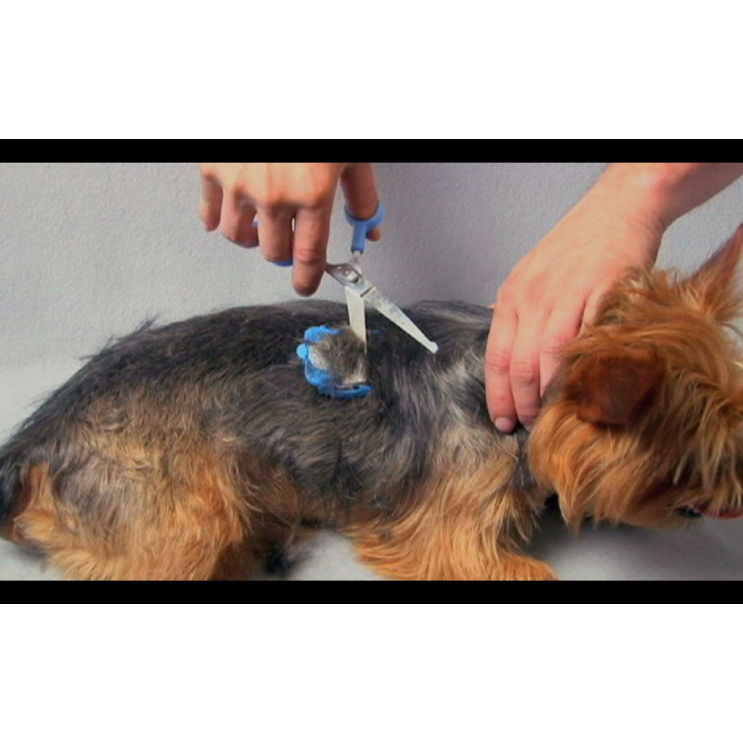 SCAREDY CUT Silent Pet Grooming Kit for Guinea Pigs, BLUE