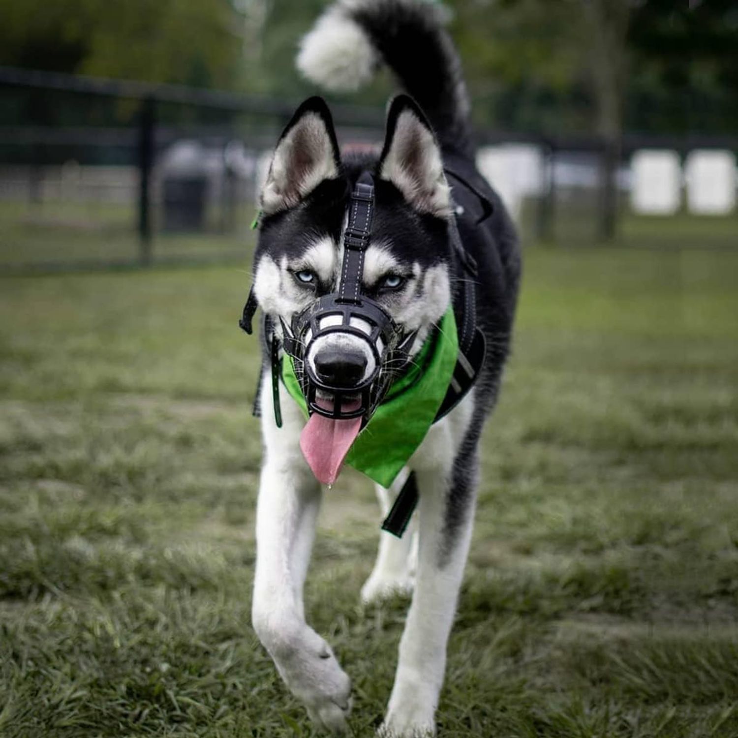 BARKLESS Dog Muzzle,Soft Basket Silicone Muzzles for Dog, Best to Prevent Biting, Chewing and Barking, Allows Drinking and Panting, Used with Collar