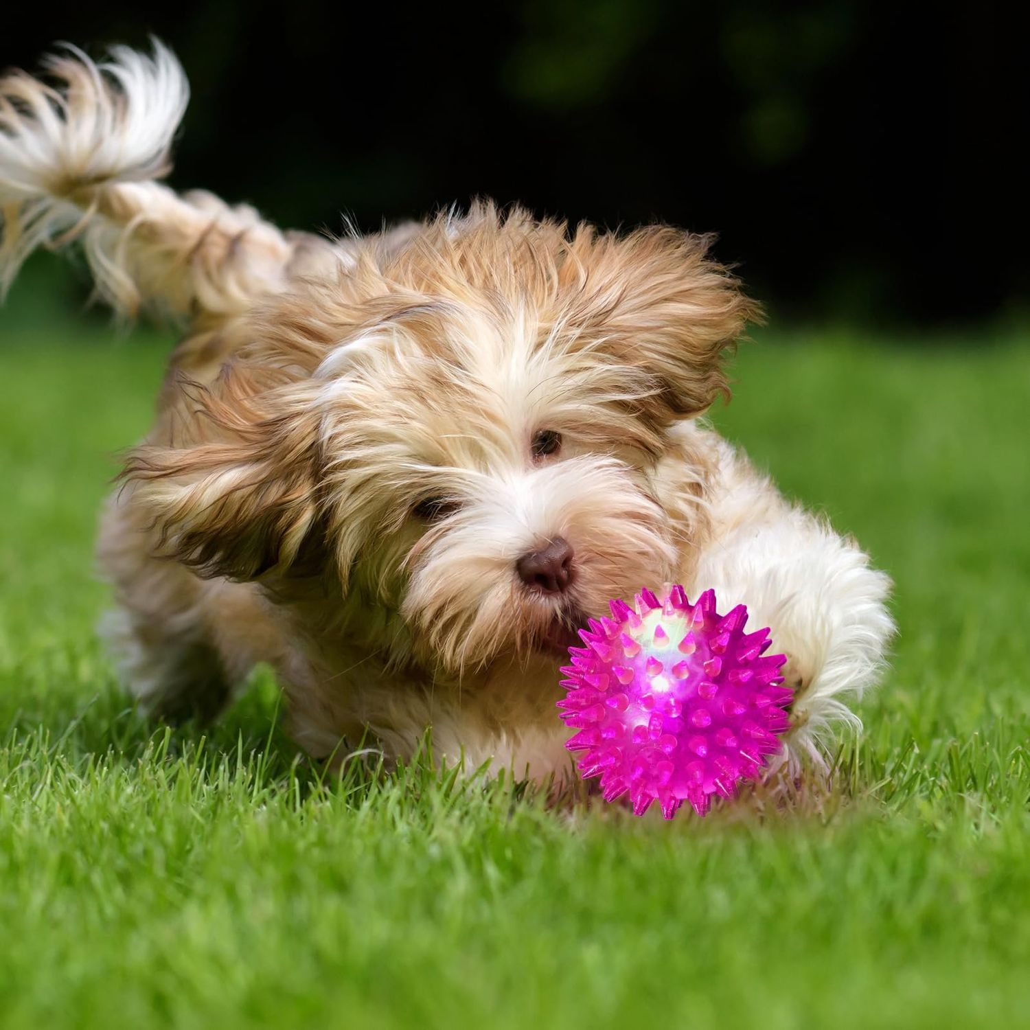 DragonflyDreams 6 Pcs Light Up Spiky Ball Dog Toy, Dog Chew Toys for Teething, Glow in The Dark Dog Balls, Spikey LED Flashing Rubber Dog Ball Bounce-Activated Puppy Toys Toss Fetch Balls