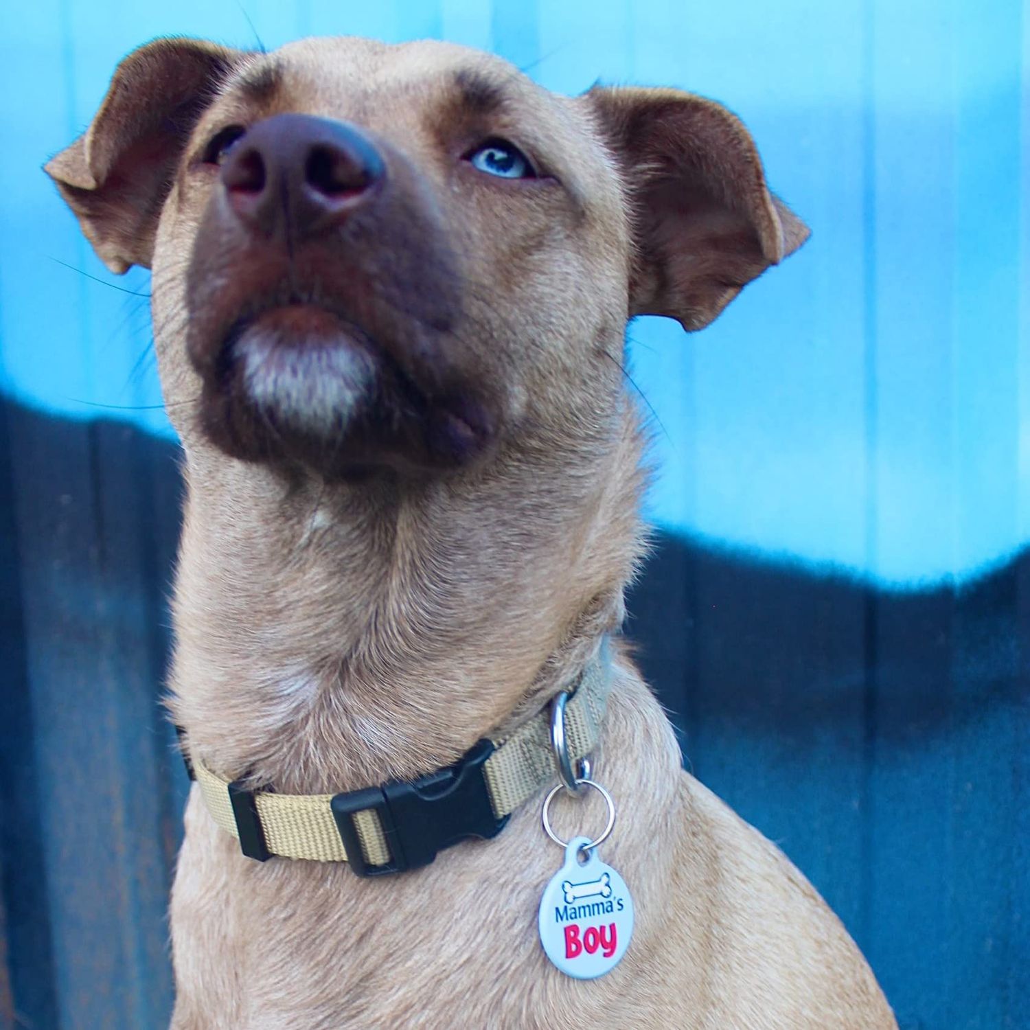 Dog Tag Art Mamma's Boy Personalized Pet ID Tag for Dogs and Cats, Large - 1.25" Diameter