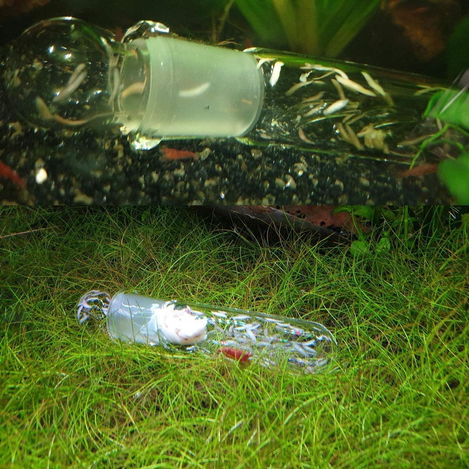 Planaria Trap Catch Trap Leeches Catcher, Aquarium Supplies Clear Glass Planarian Leech Trap Tube Catcher 3 Holes for Cherry Shrimp Crystal Red Shrimp Dwarf Shrimp