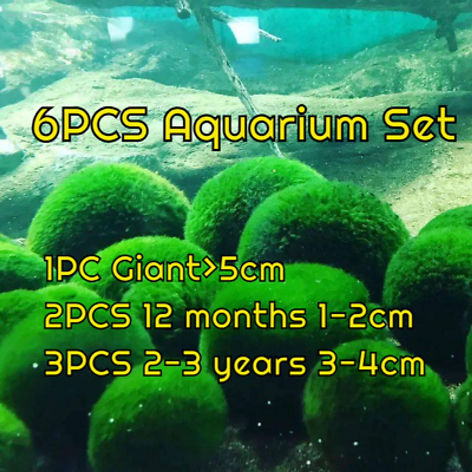 6 PCS Live Marimo Moss Ball Pet Kokedama for 20 Gallon Aquarium