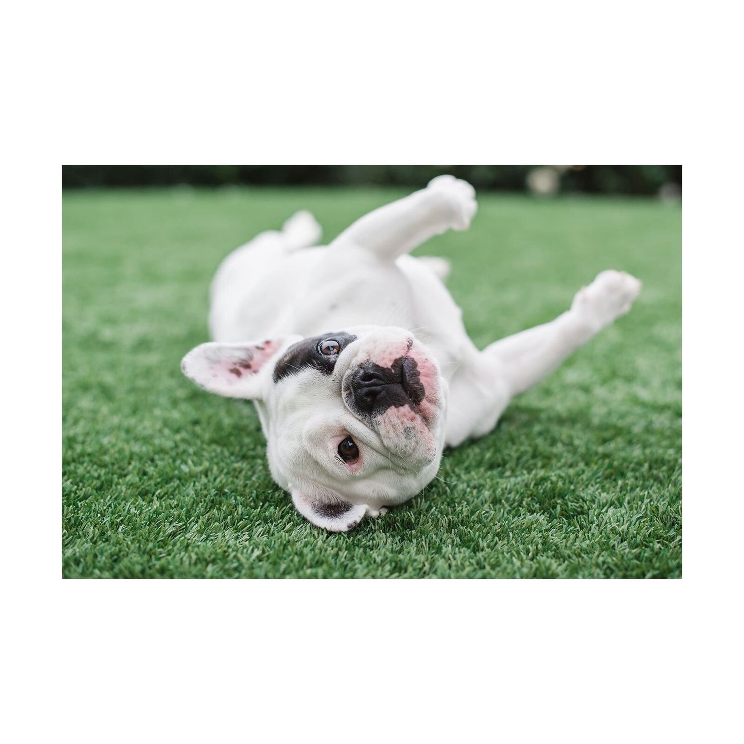 BioTurf BioS+ Artificial Turf Pet Odor Eliminator Concentrate; Organic, Non-T...