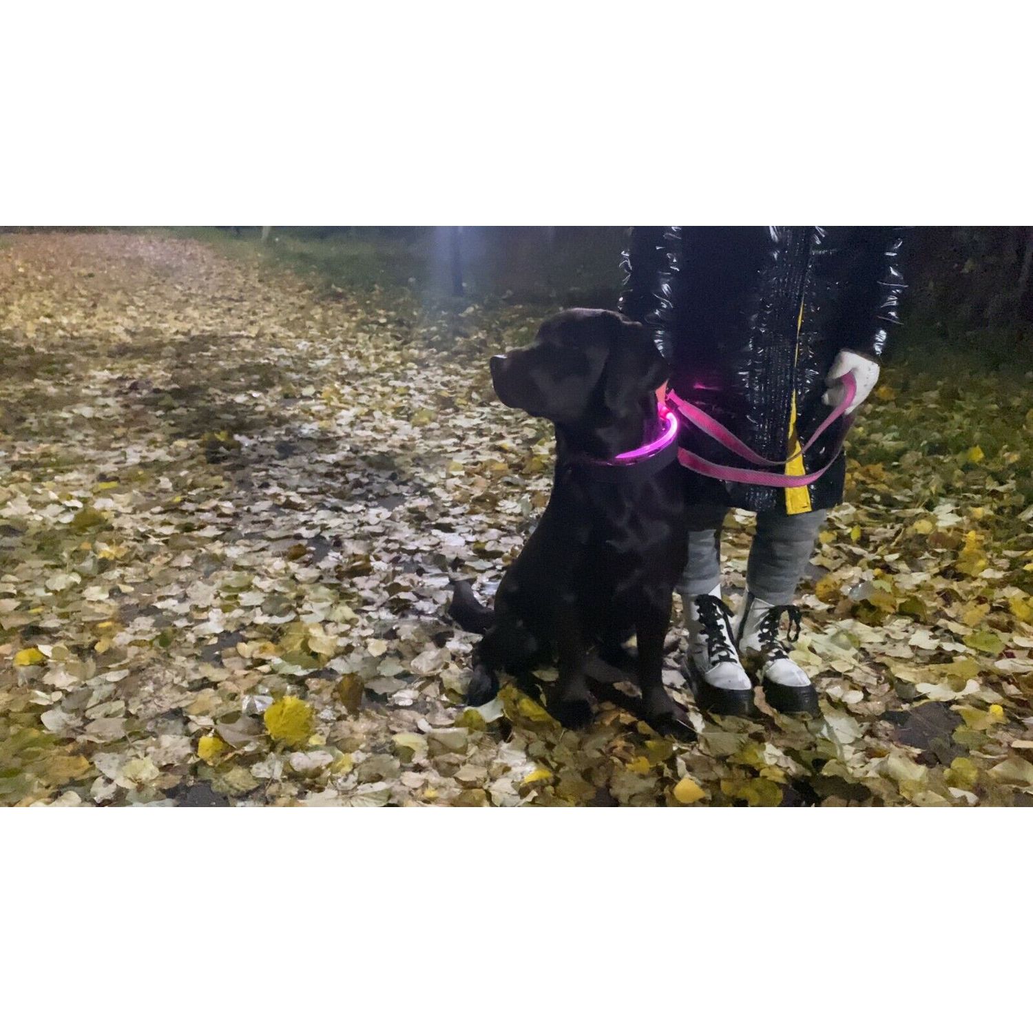 Pink USB Rechargeable Flashing LED Dog Collar Pet Night Safety Light Adjustable