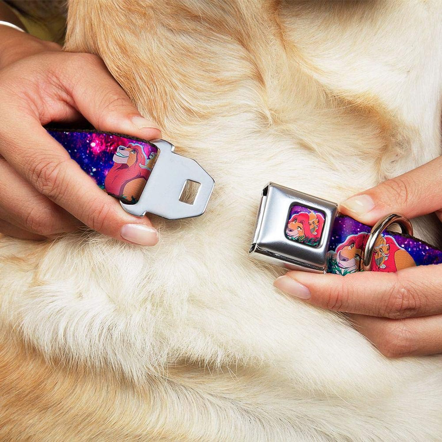 Dog Collar Seatbelt Buckle Mufasa Simba Night Poses 15 to 26 Inches 1.0 Inch Wide (DC-WDY111-L)