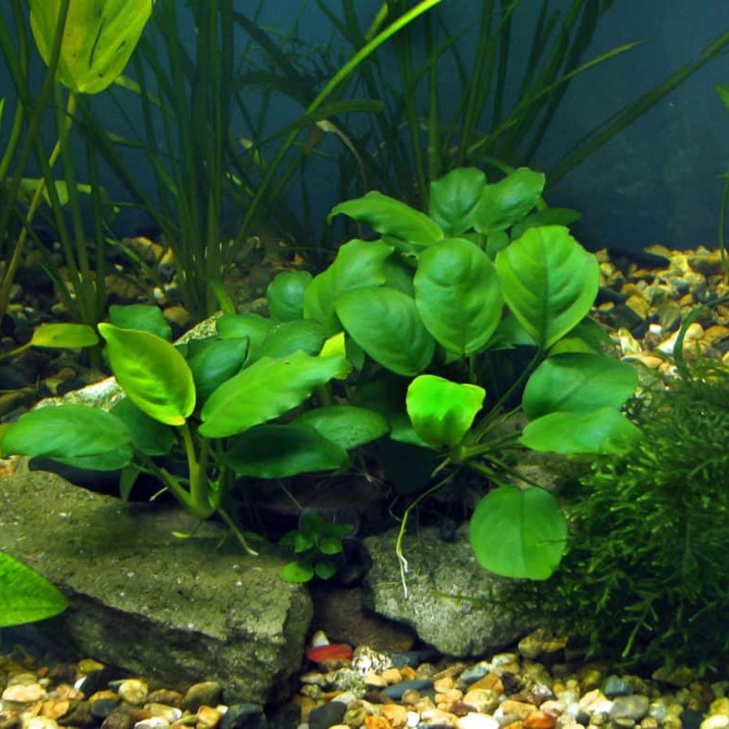 Buy2get1free,same plant Anubias Barteri Var. 'Nana Petite' Potted Plant Ps207 Live Aquarium Plant