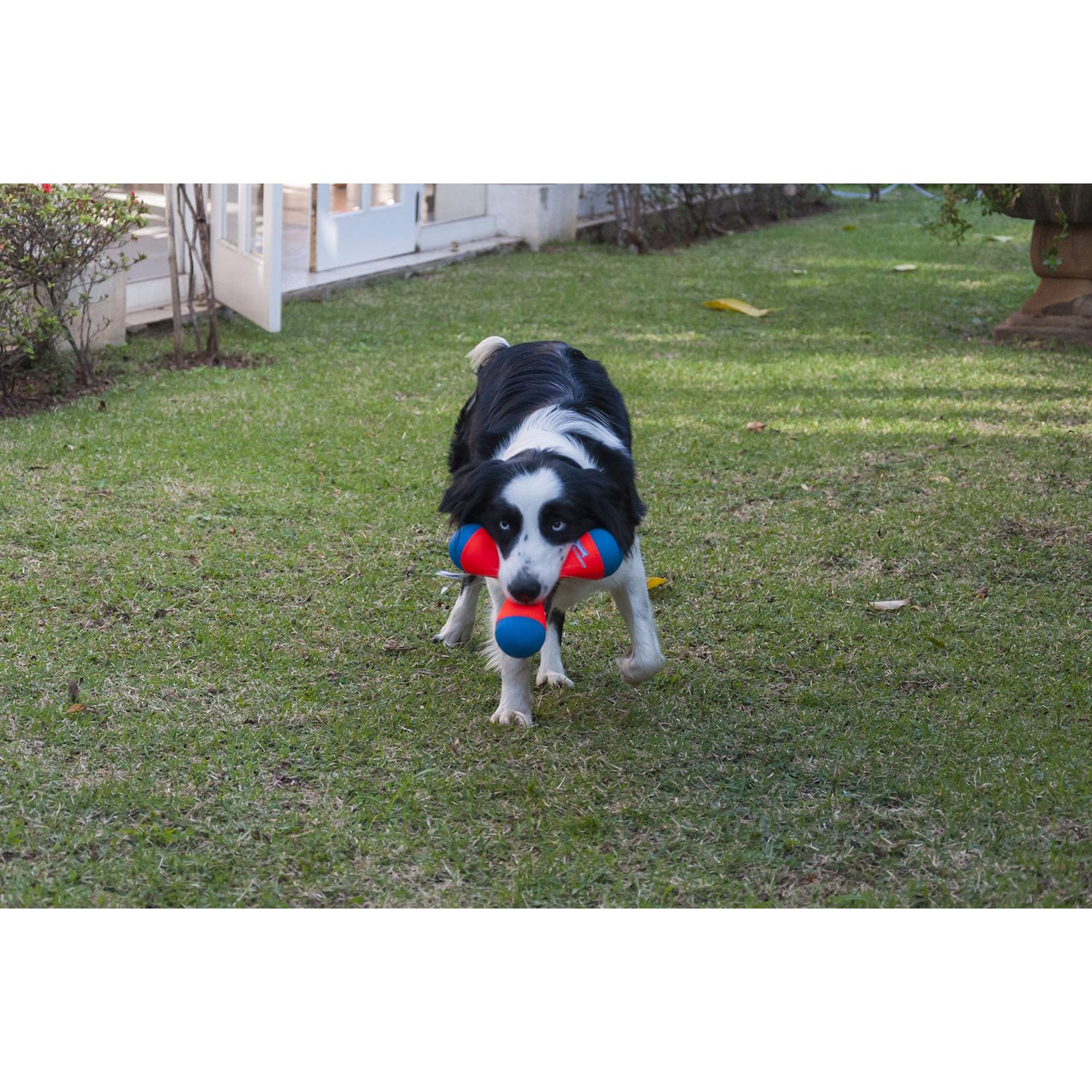Chuckit! Amphibious Tri-Bumper Fetch Dog Toy, Medium (8.2 Inch),Black