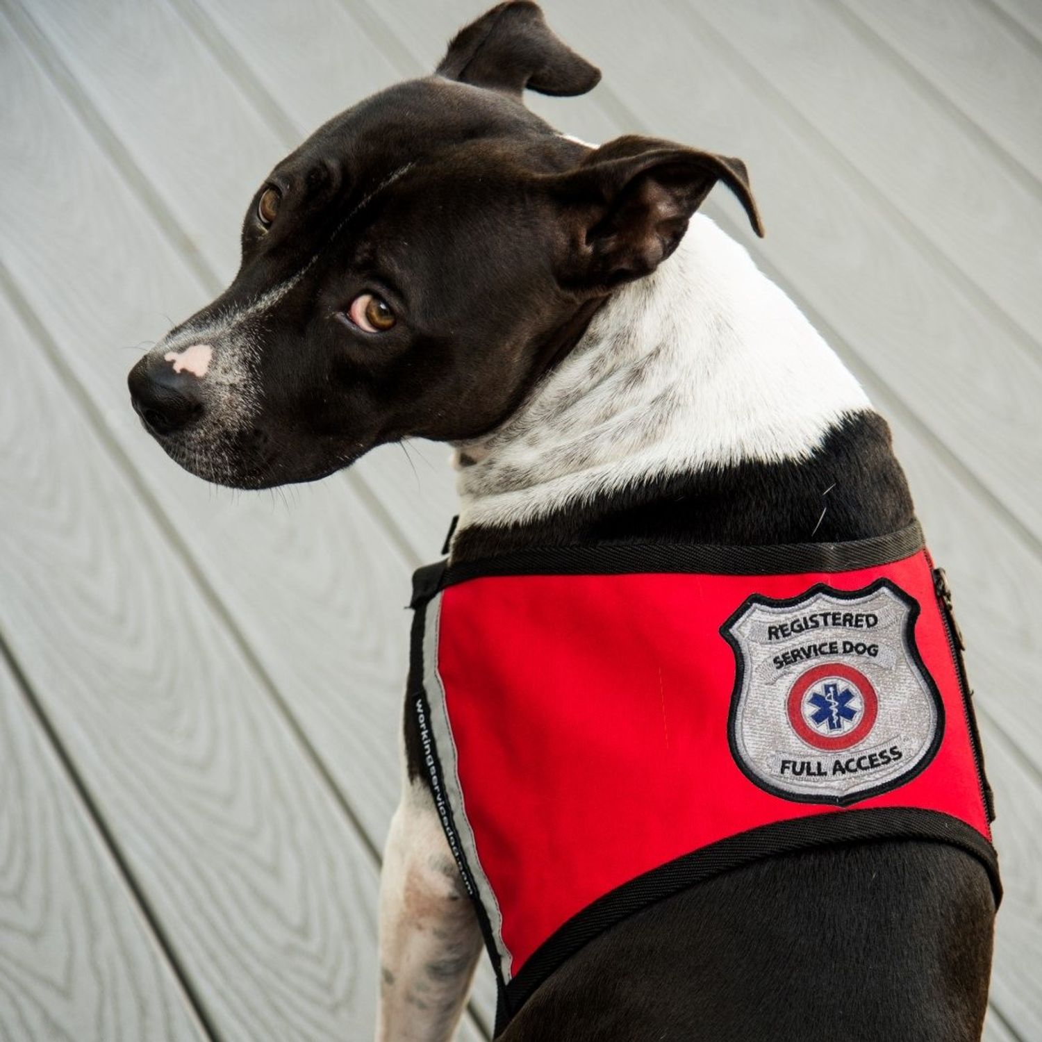 Registered Service Dog Sew On Patch - Includes Five Service Dog Law Handout Cards – for Service Dog Vest or Harness