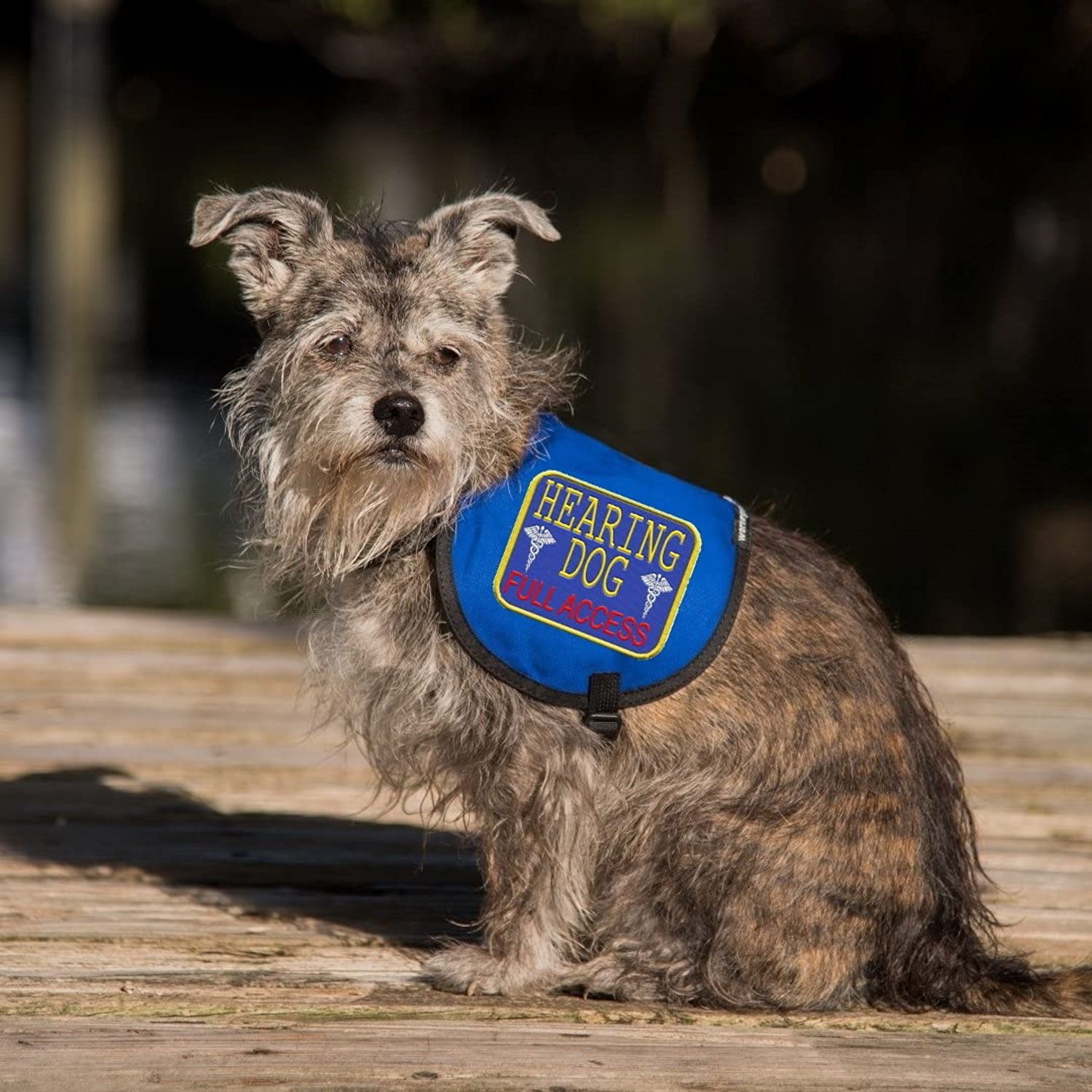 "Hearing Dog - Full Access" Sew On Patch - Includes Five Service Dog Law Handout Cards – for Service Dog Vest or Harness