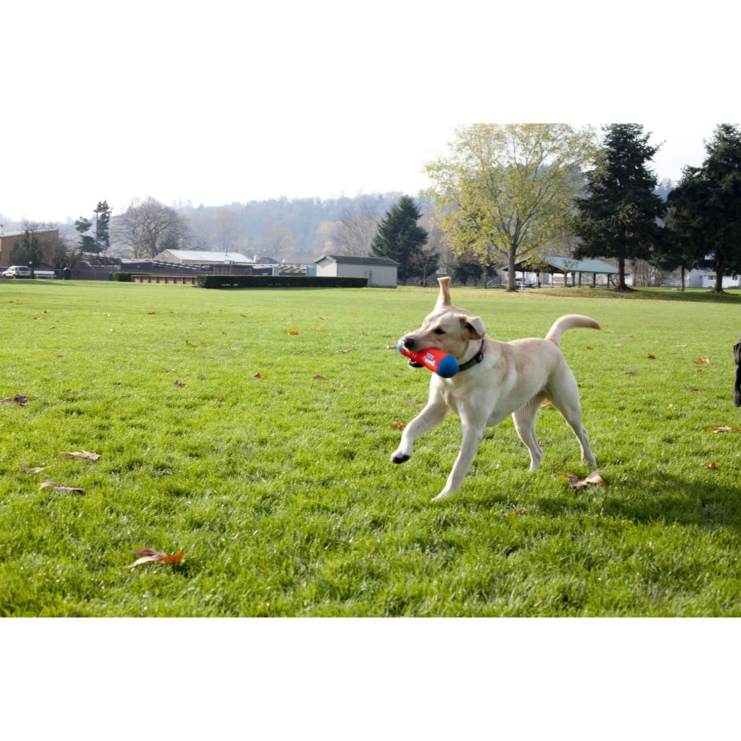 ChuckIt! Tumble Bumper Dog Toy, Medium