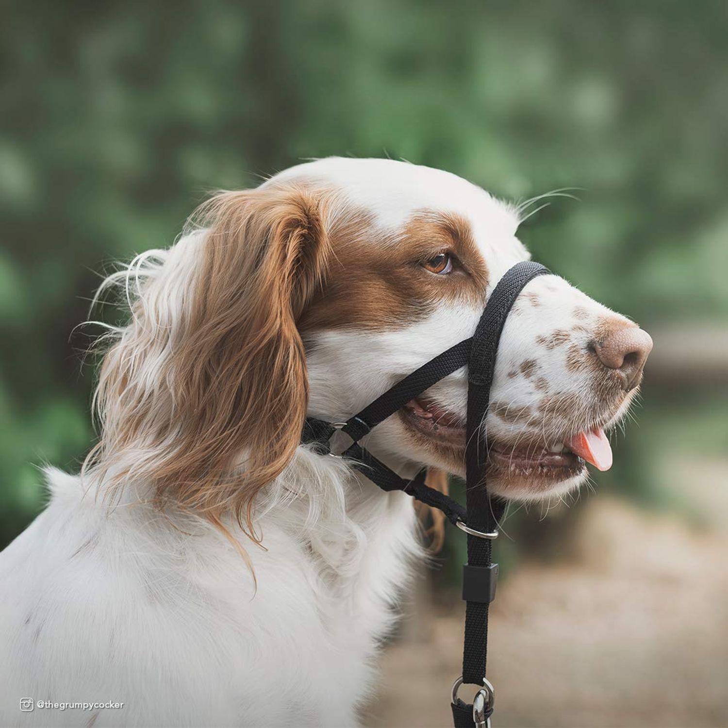 Coastal Pet Walk 'n Train Dog Head Halter - Gentle Leader for Dogs - No-Pull Dog Harness - Quick-Drying Polyester - Black - Medium