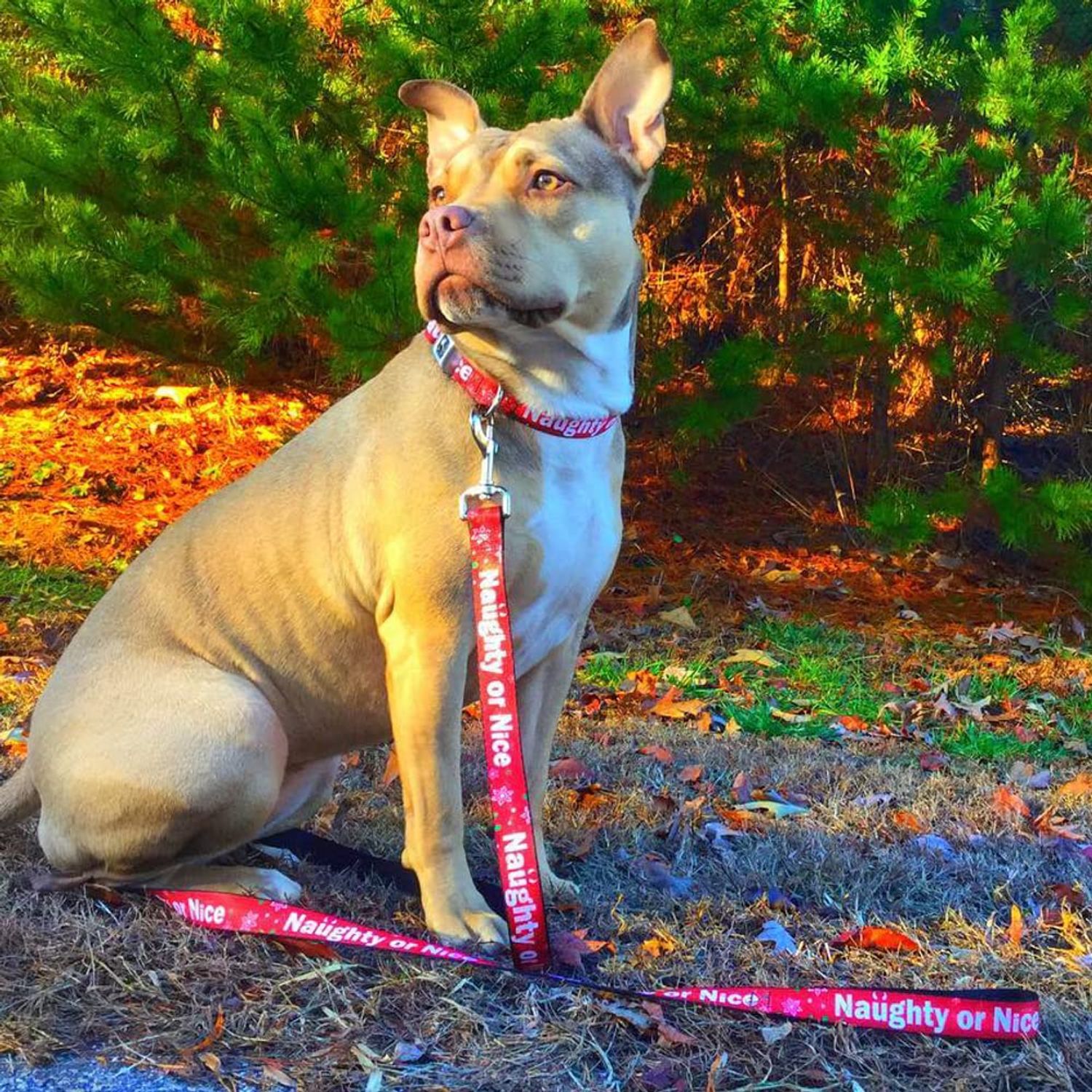 Buckle-Down 18-32" Christmas Naughty Or Nice/Snowflakes Reds/White/Green Dog Collar Bone, Wide Large
