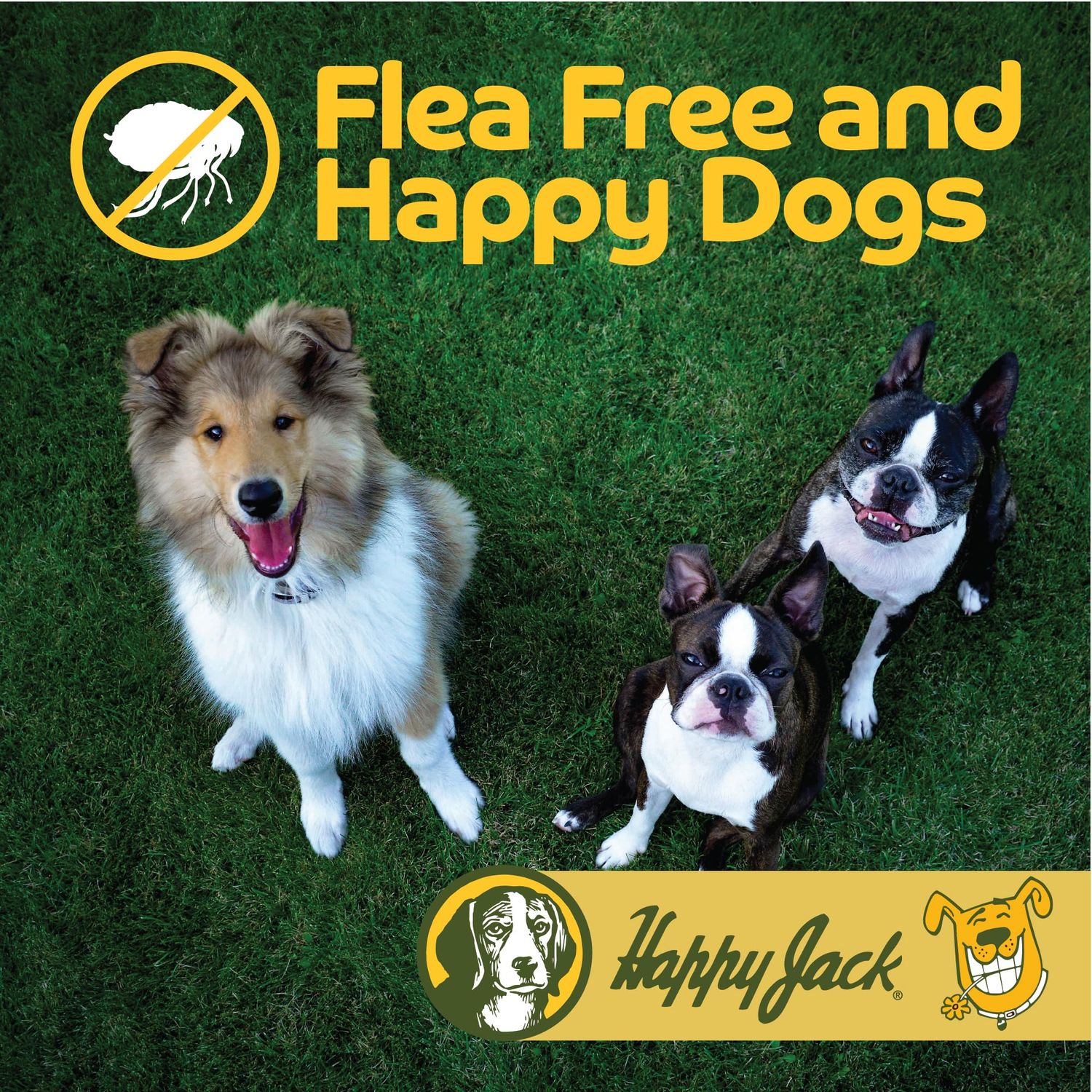 Happy Jack Flea and Tick Powder for Dogs & Puppies, Flea Powder for Carpets, Treatment & Control, Kills Pests, Ticks & Lice, Odorless & Non-Staining, Dust on Sleeping Quarters & Furniture (5 oz)