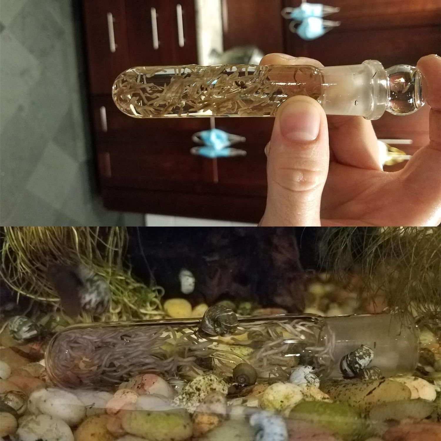 Planaria Trap Catch Trap Leeches Catcher, Aquarium Supplies Clear Glass Planarian Leech Trap Tube Catcher 3 Holes for Cherry Shrimp Crystal Red Shrimp Dwarf Shrimp