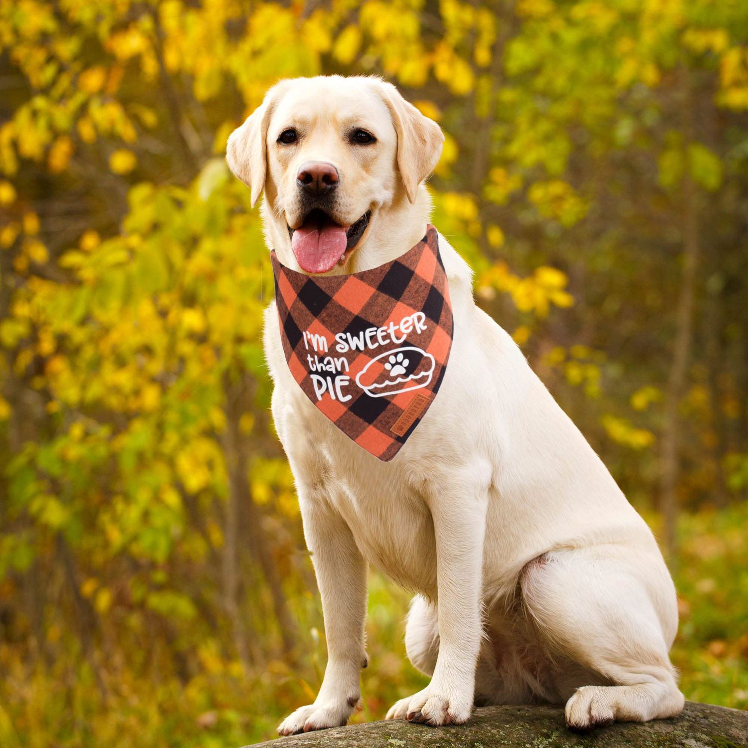 ADOGGYGO Thanksgiving Dog Bandanas, Orange Plaid Pet Scarf, Premium Cotton Fabric, Multiple Sizes Offered, Fall Thanksgiving Bandanas for Large X-Large Dogs Pets (X-Large, Thanksgiving)