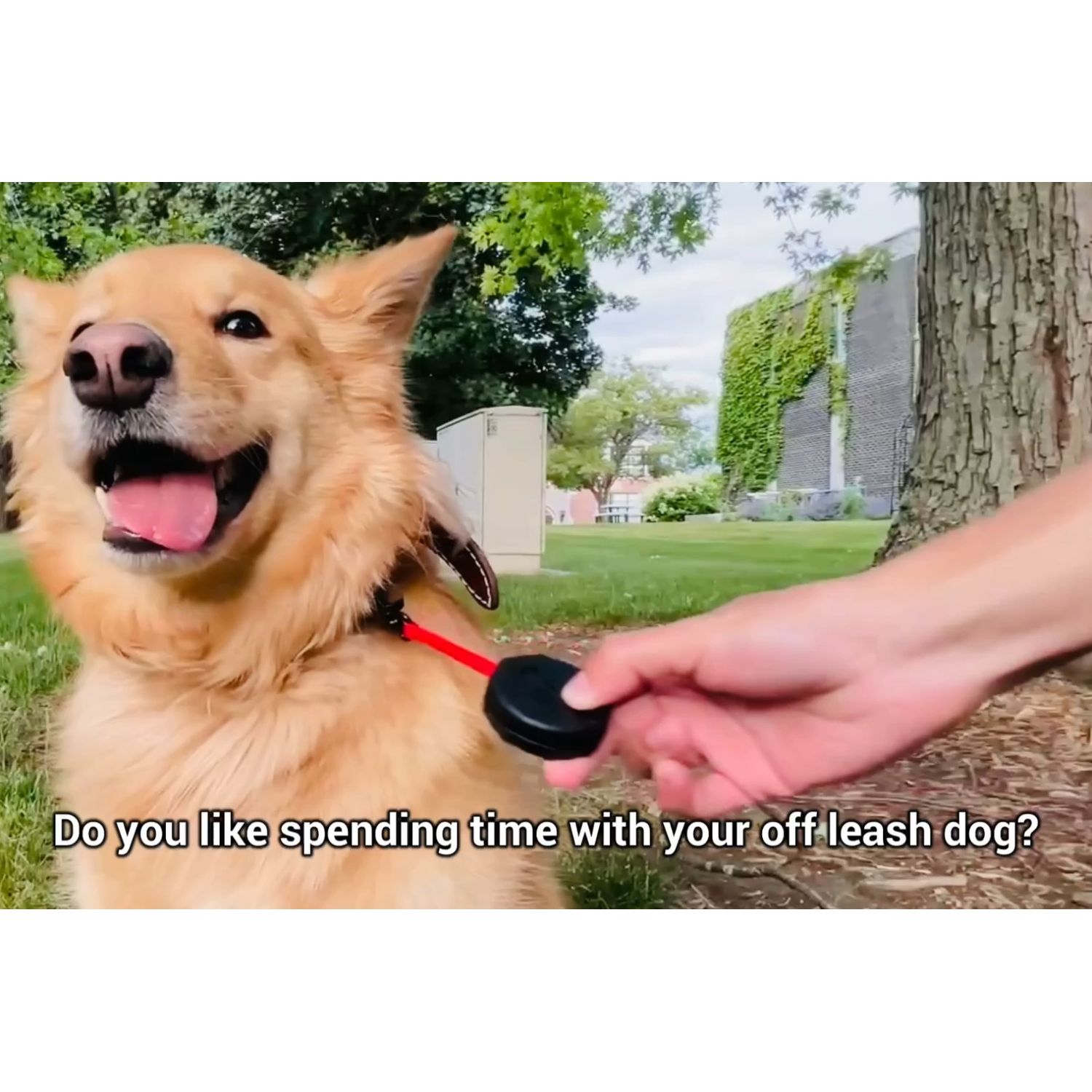 Tiger Paw + Freebie! Purple & Orange Mini Wearable Lightweight Clip-On Pet Leash