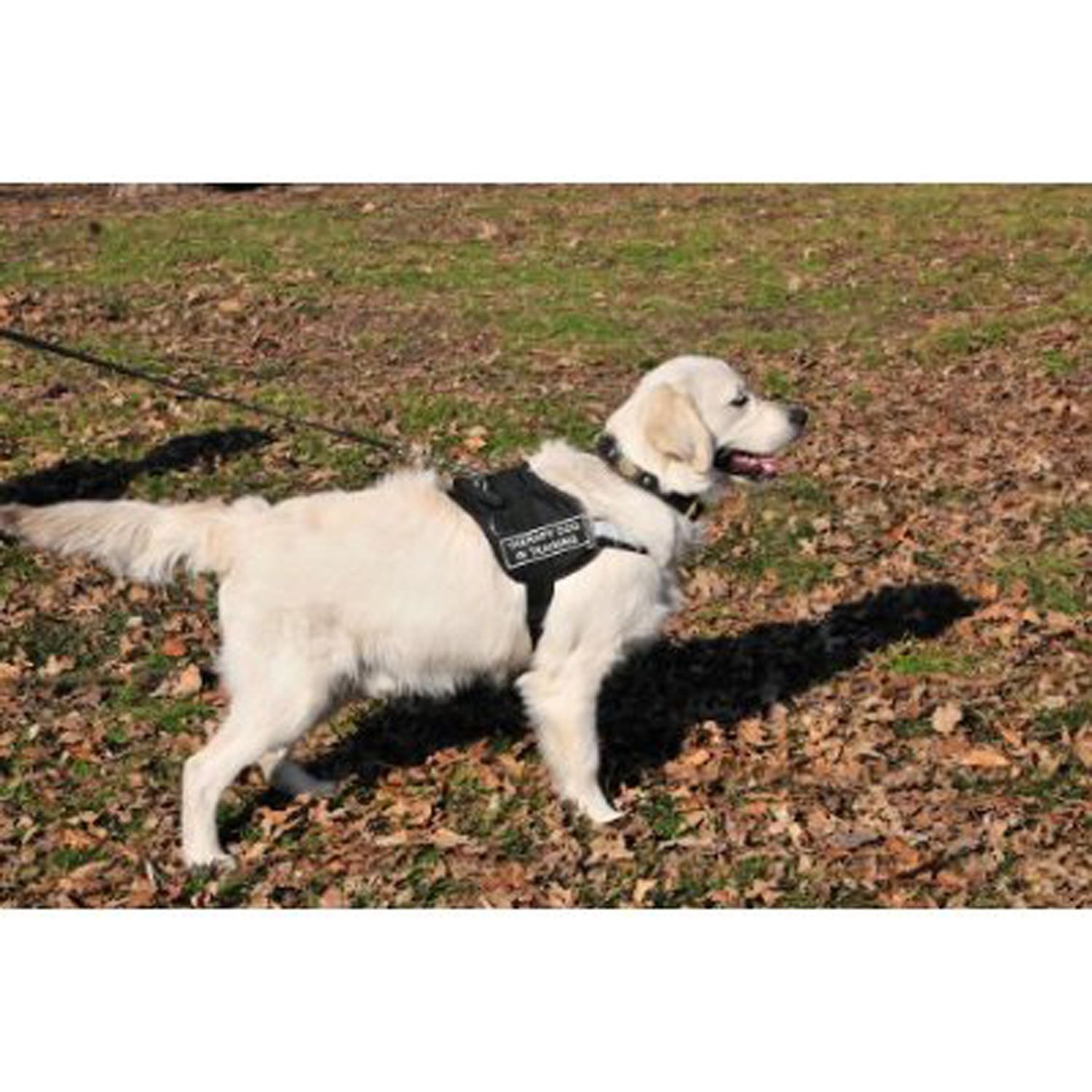 Dean & Tyler DT Universal No Pull Dog Harness - Adjustable, Strong Neoprene Nylon - for Small Breeds - Removable Patches - Size XSmall - Girth Size 21"- 25" - Includes Therapy Dog in Training Patches