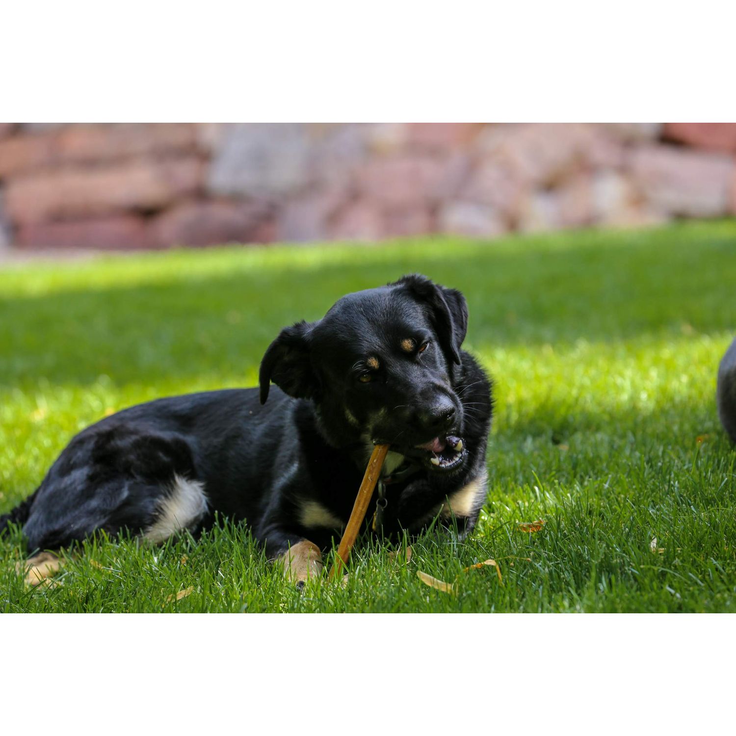 Top Dog Chews - 12 Inch Bully Sticks, 100% Natural Beef, Free Range, Grass Fed, High Protein, Supports Dental Health & Easily Digestible, Thick Dog Treat, 20 Pack