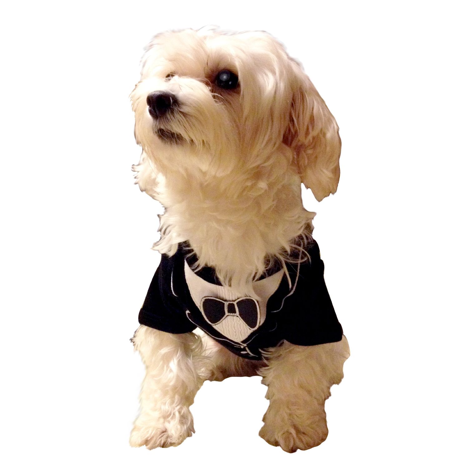 Frenchie Mini Couture Dog Tuxedo, (Medium)