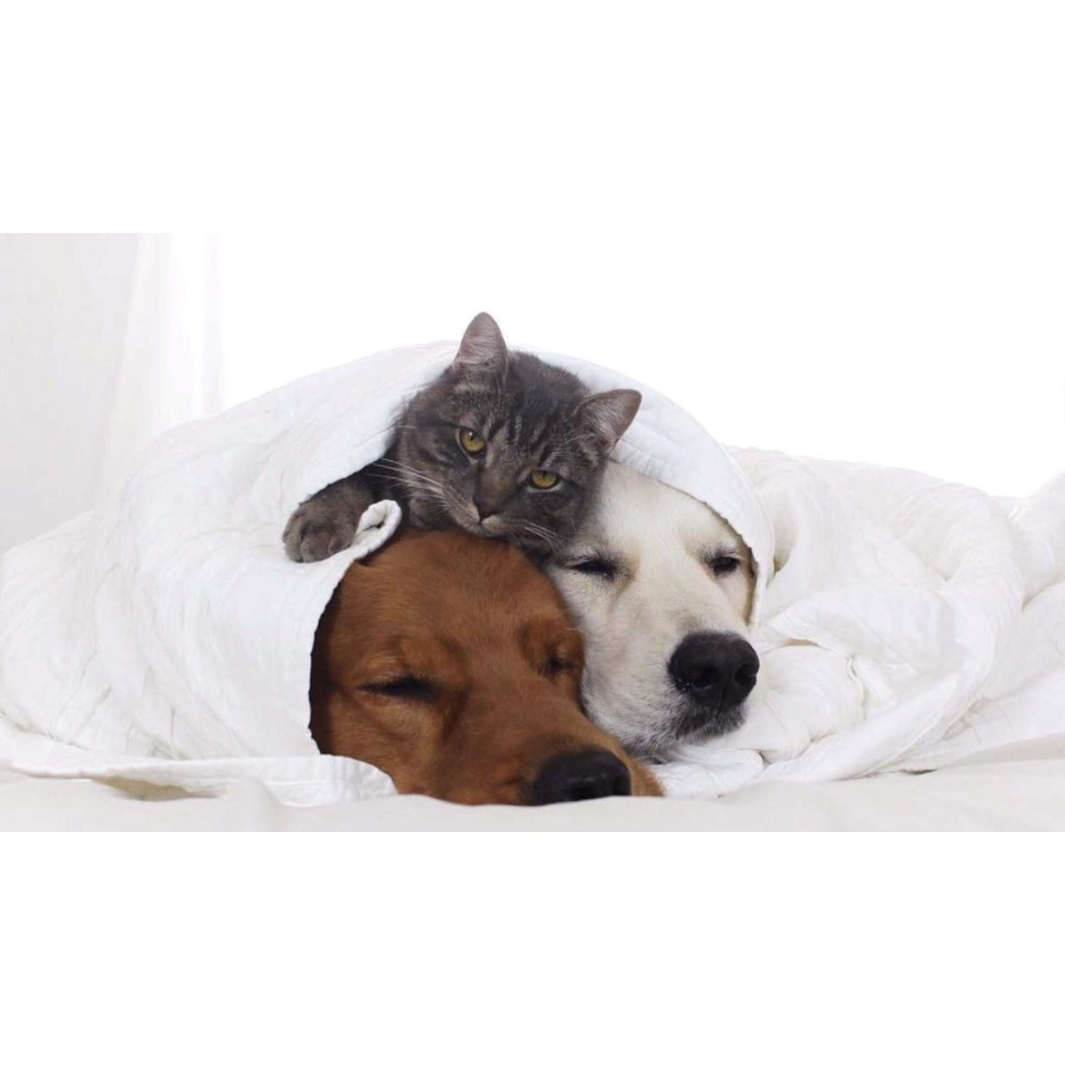 I LOVE MY PETS LLC Dog Immune Health - PET Immune Support - Dogs and Cats - Booster - Healthy - Turmeric for Dogs Joints - 120 Treats (2 Bottles)