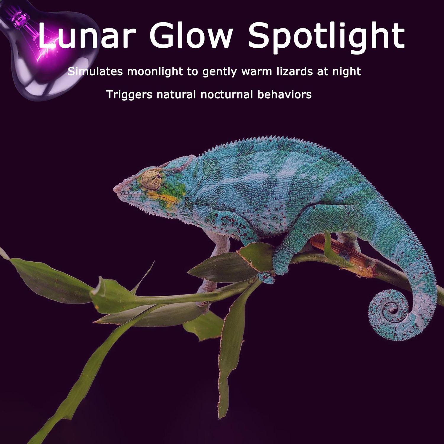HARTOMPET 60W Reptile Night Light Bulb - Simulate Natural Moonlight for Bearded Dragons, Lizards, Snakes, and Amphibians - UVA Basking Lamp for Aquariums & Tanks, Enhance Health and Activity