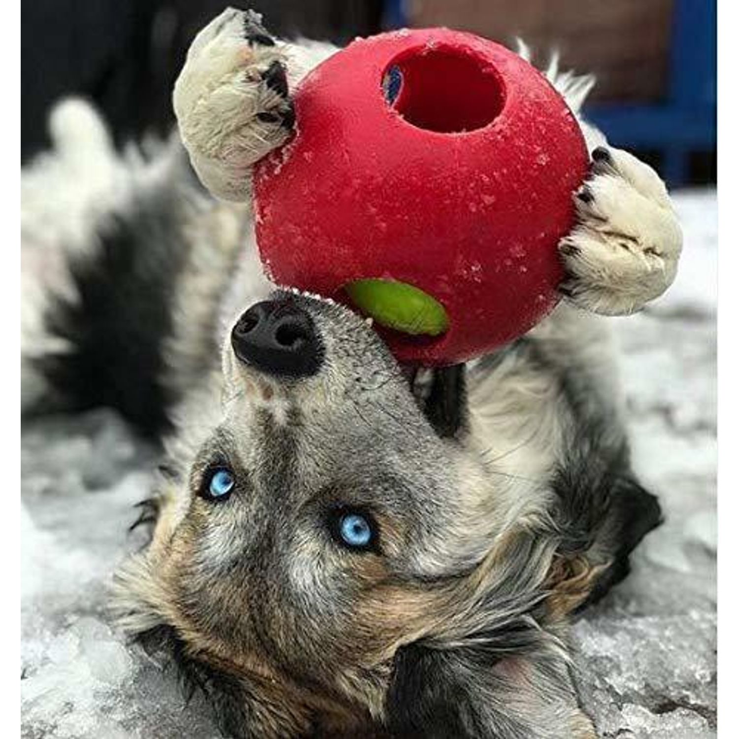 Jolly Pets Teaser Ball Dog Toy, Small/4.5 Inches, Red (1504 RD)