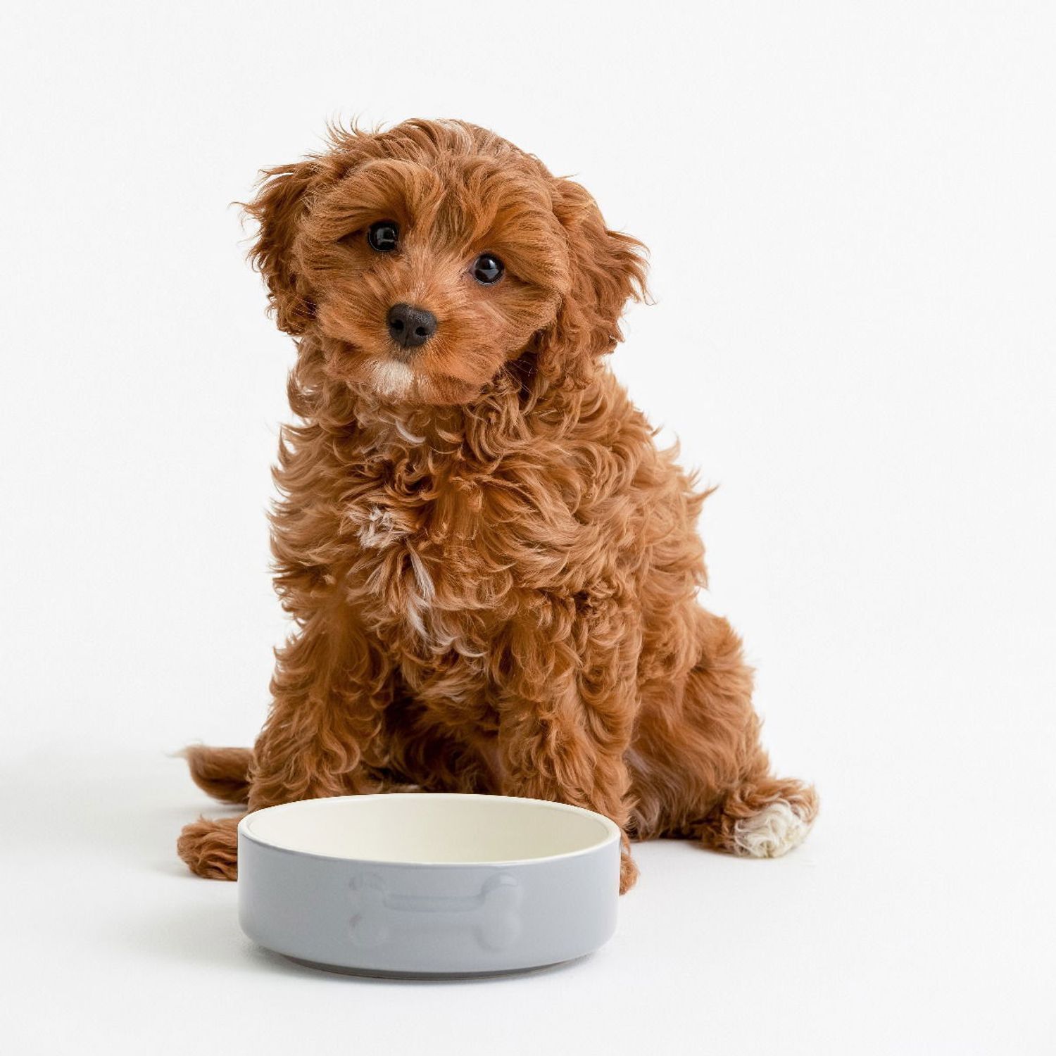 Mason Cash Color Mix Dog Bowl 5.9" | Grey