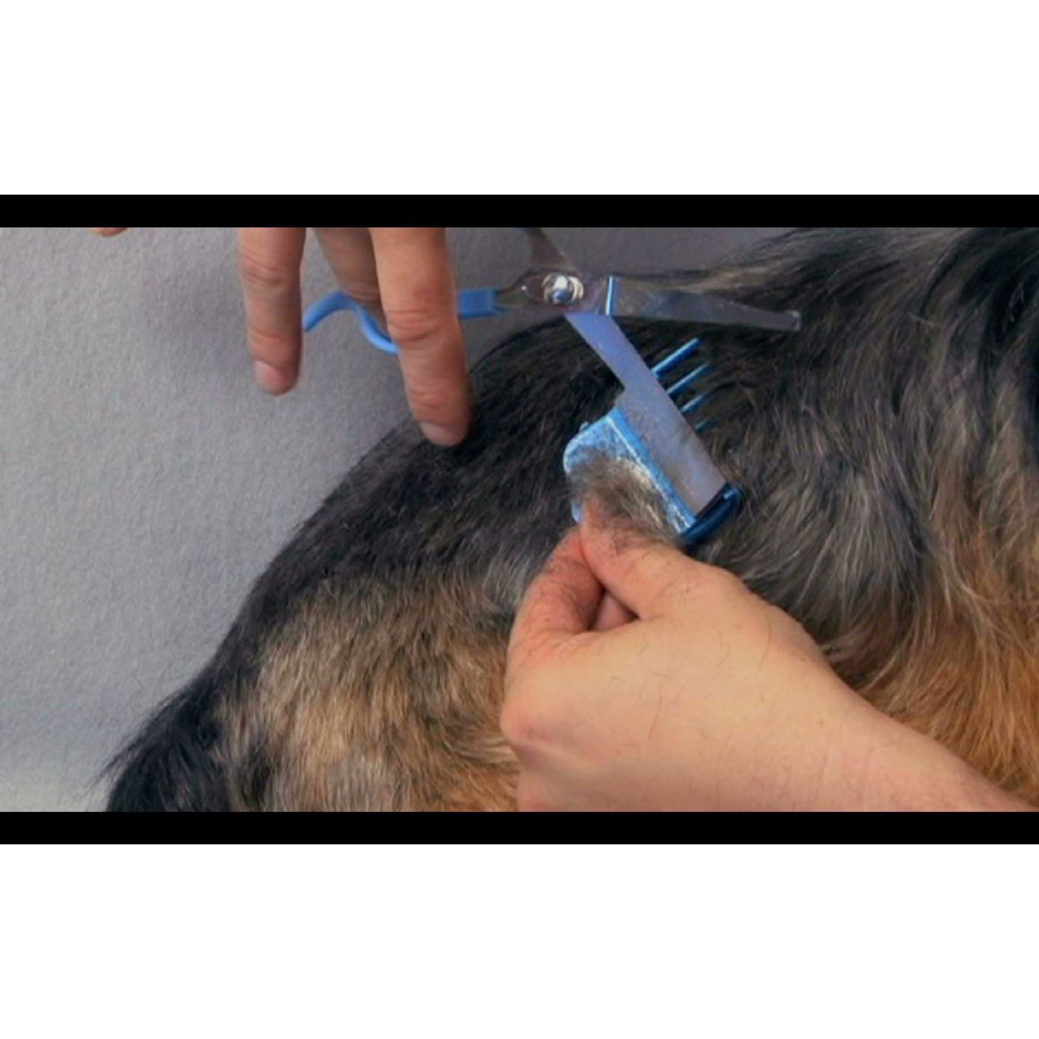 SCAREDY CUT Silent Pet Grooming Kit for Guinea Pigs, BLUE