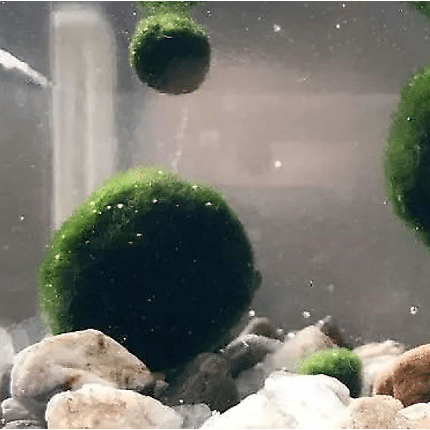6 PCS Live Marimo Moss Ball Pet Kokedama for 20 Gallon Aquarium