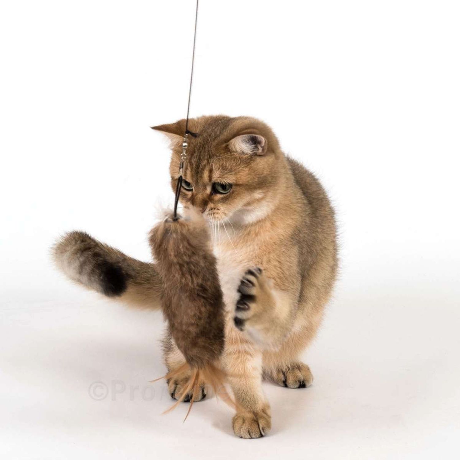 Purrs Wild Hare Raiser Attachment - Fits Wildcat, PurrSuit, Catcher & The Bird Wand Cat Toys