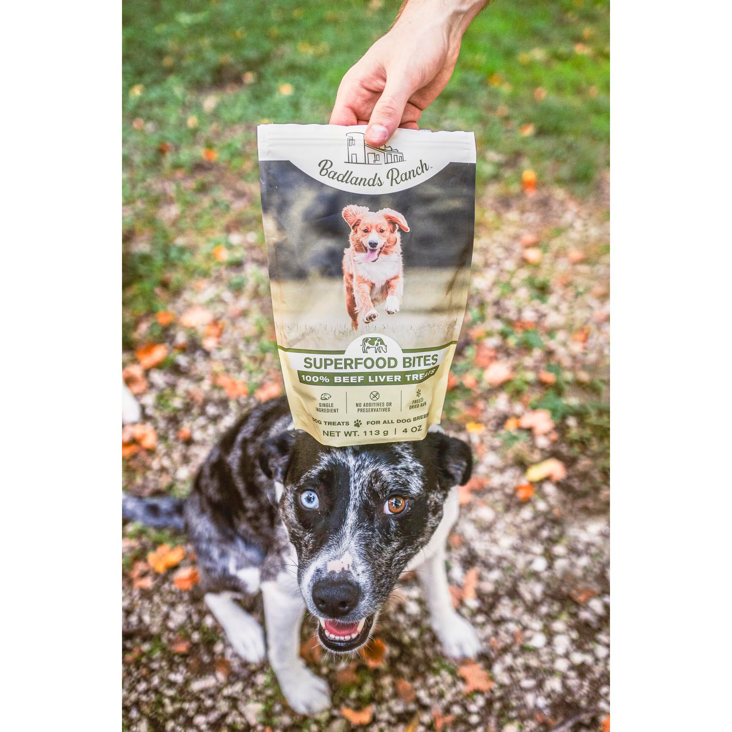 BADLANDS RANCH - Superfood Bite, Freeze-Dried Raw Dog Treats - Protein Rich, Train & Reward, Traceable Single Ingredient by Katherine Heigl (Beef Liver)