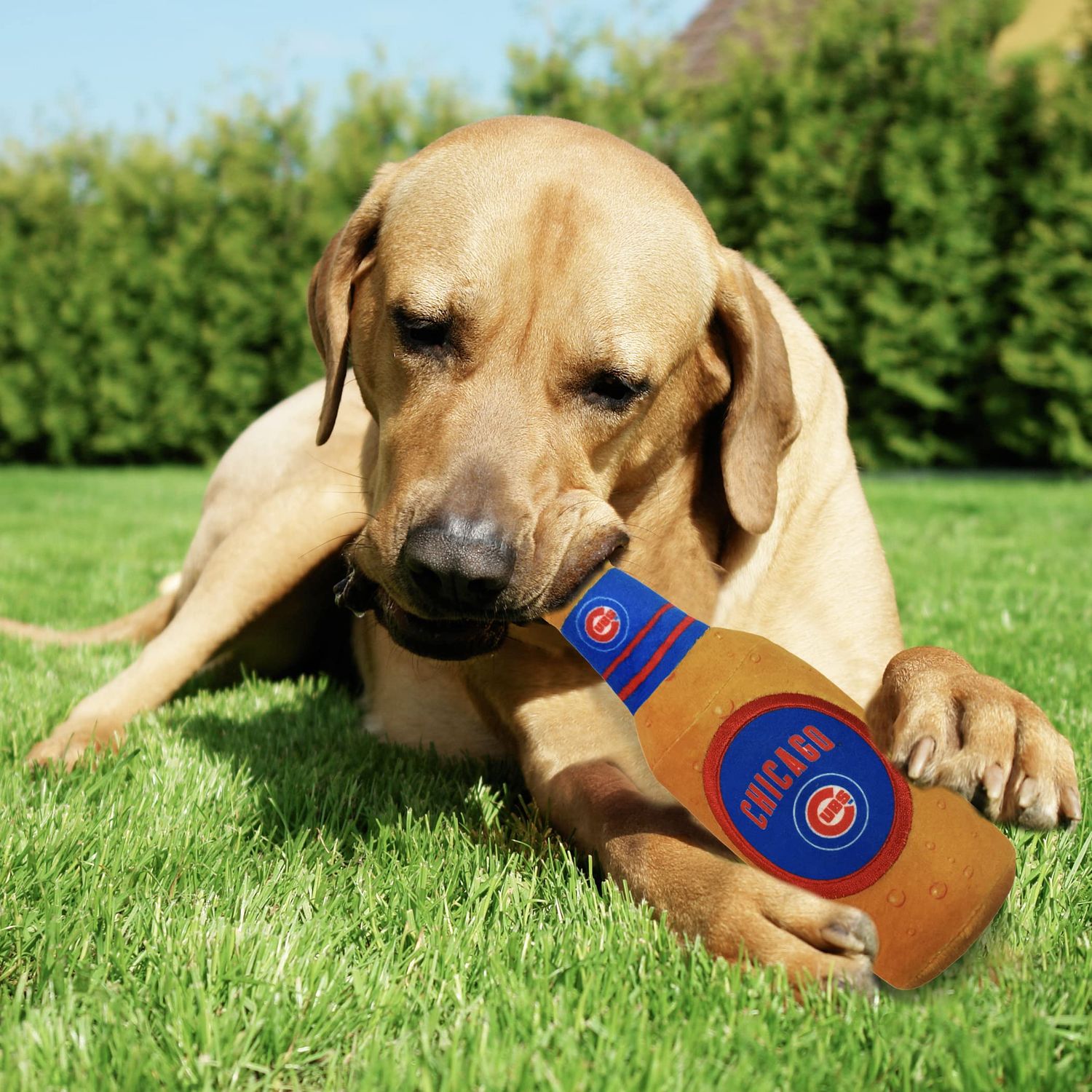 Pets First MLB Chicago Cubs Stadium Beer Bottle Plush Dog Toy-Cutest Plush Toy for Dogs & Cats with Inner Squeaker & Premium Embroidery of Baseball Team Name & Logo