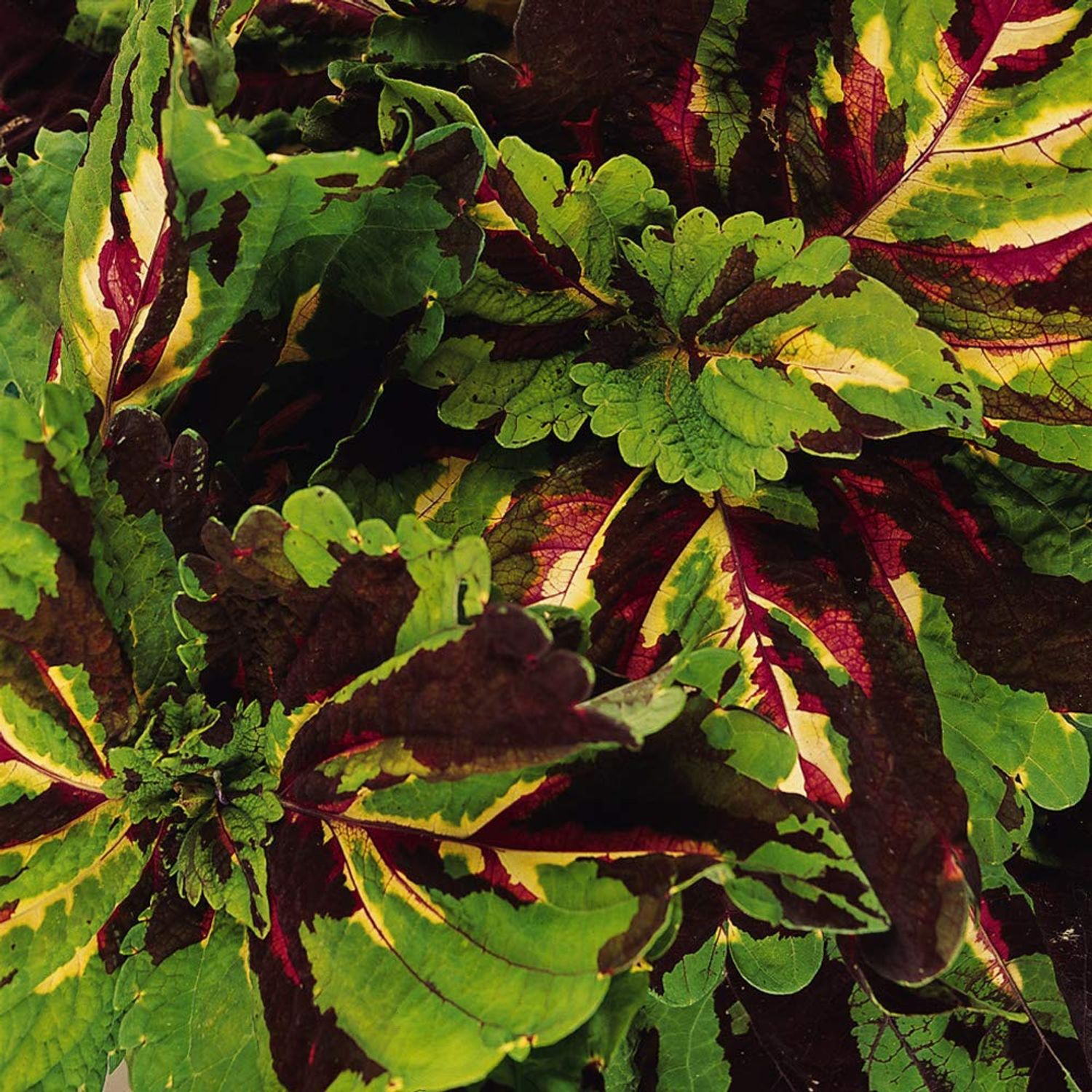Outsidepride 20 Seeds Annual Coleus Kong Mosaic Foliage Indoor House Plant or Garden Flower Seeds