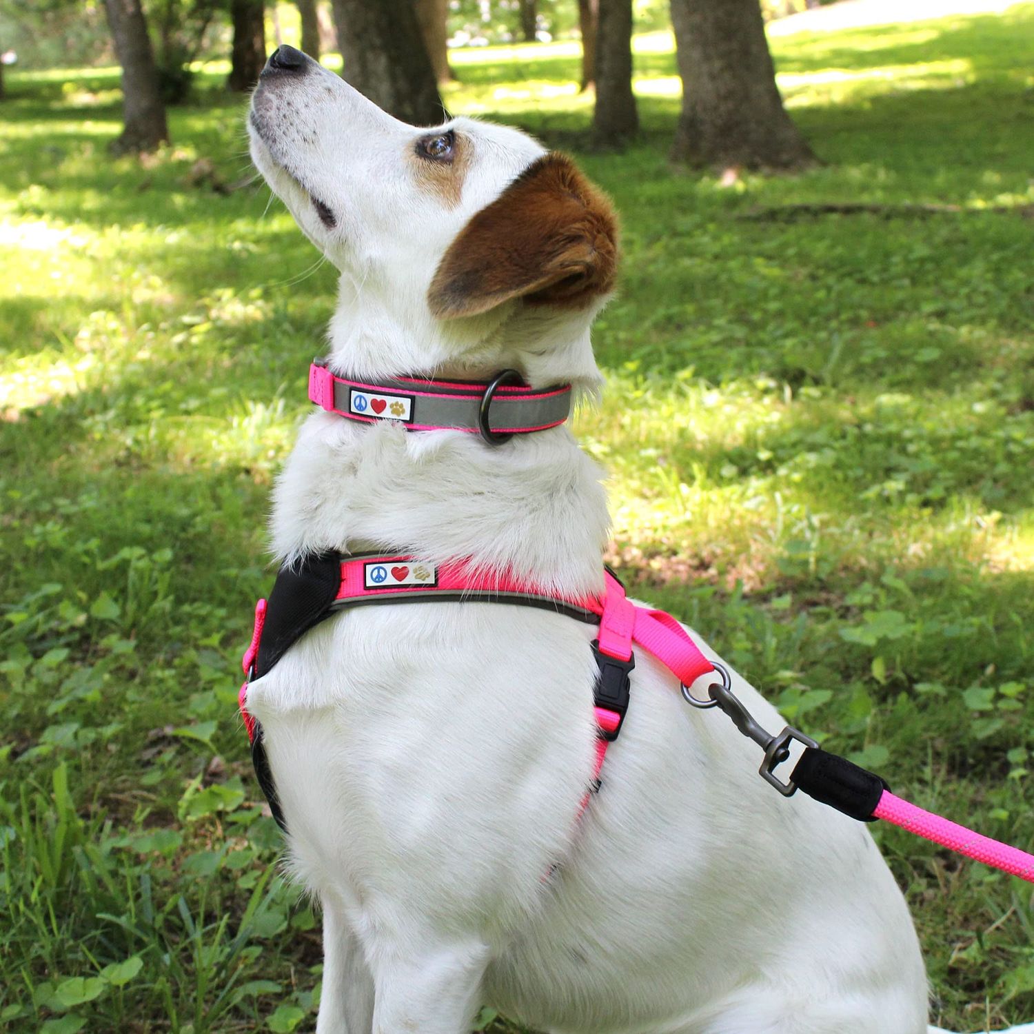 Pawtitas Lumberjack Padded Martingale Collar for Dogs | Soft Neoprene Dog Collar for Your pet's Comfort Made with Reflective Band for Maximum Visibility | Fits Small and Large Pets - Large Blue